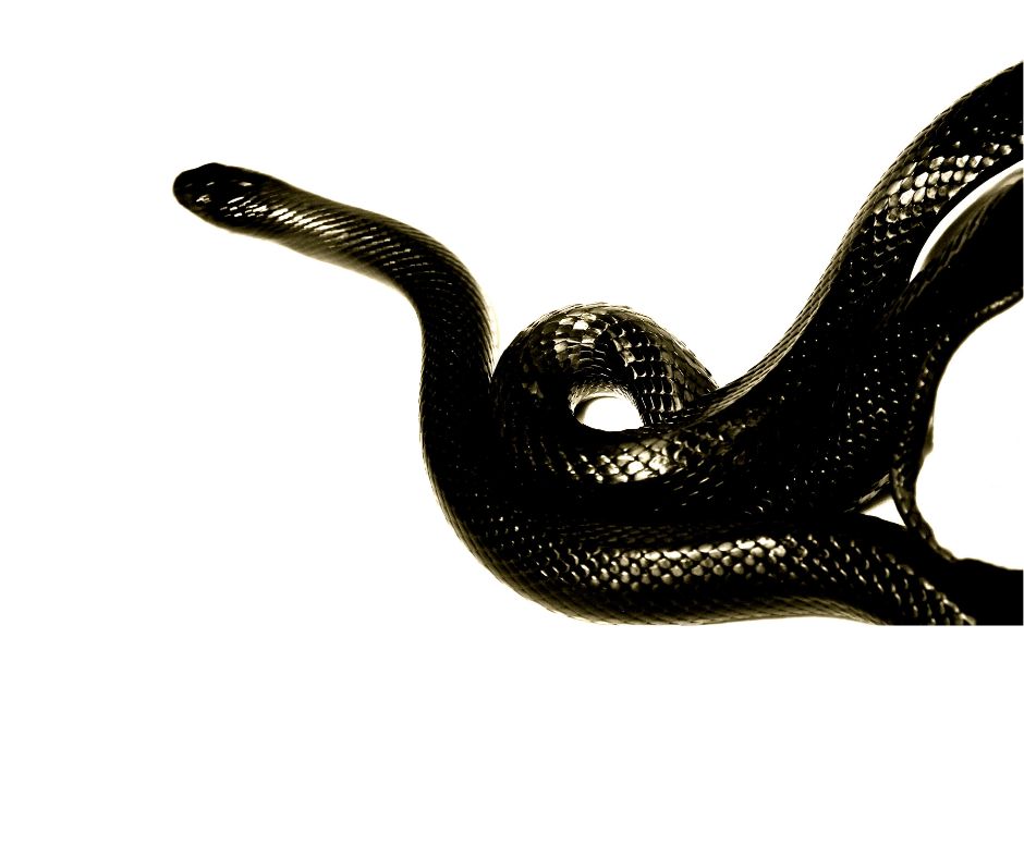 Image of a black snack to symbolize transformation