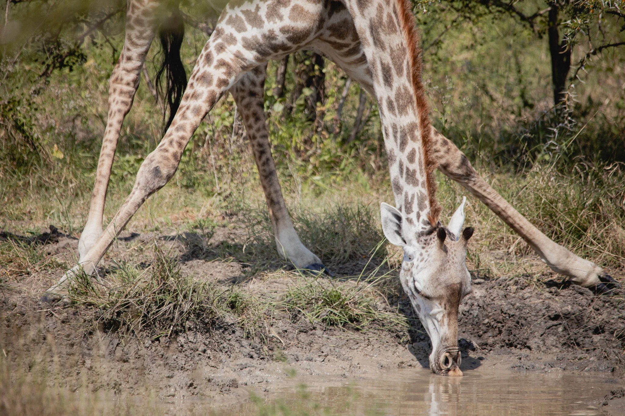 A giraffe bending down to drink water from a pond in a grassy area with bushes in the background.