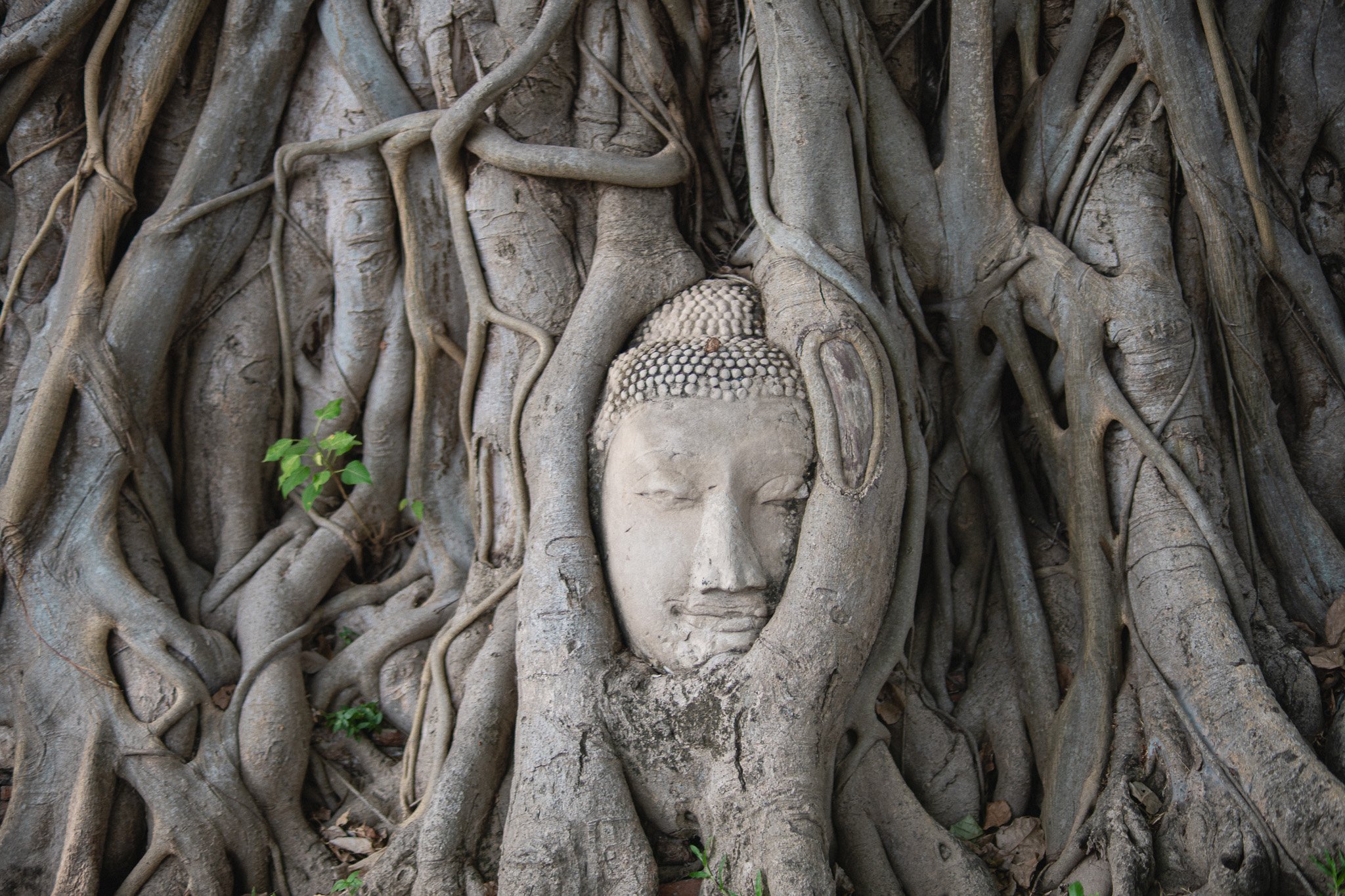 Stone Buddha face embedded in the roots of a large tree with intertwining roots surrounding it.