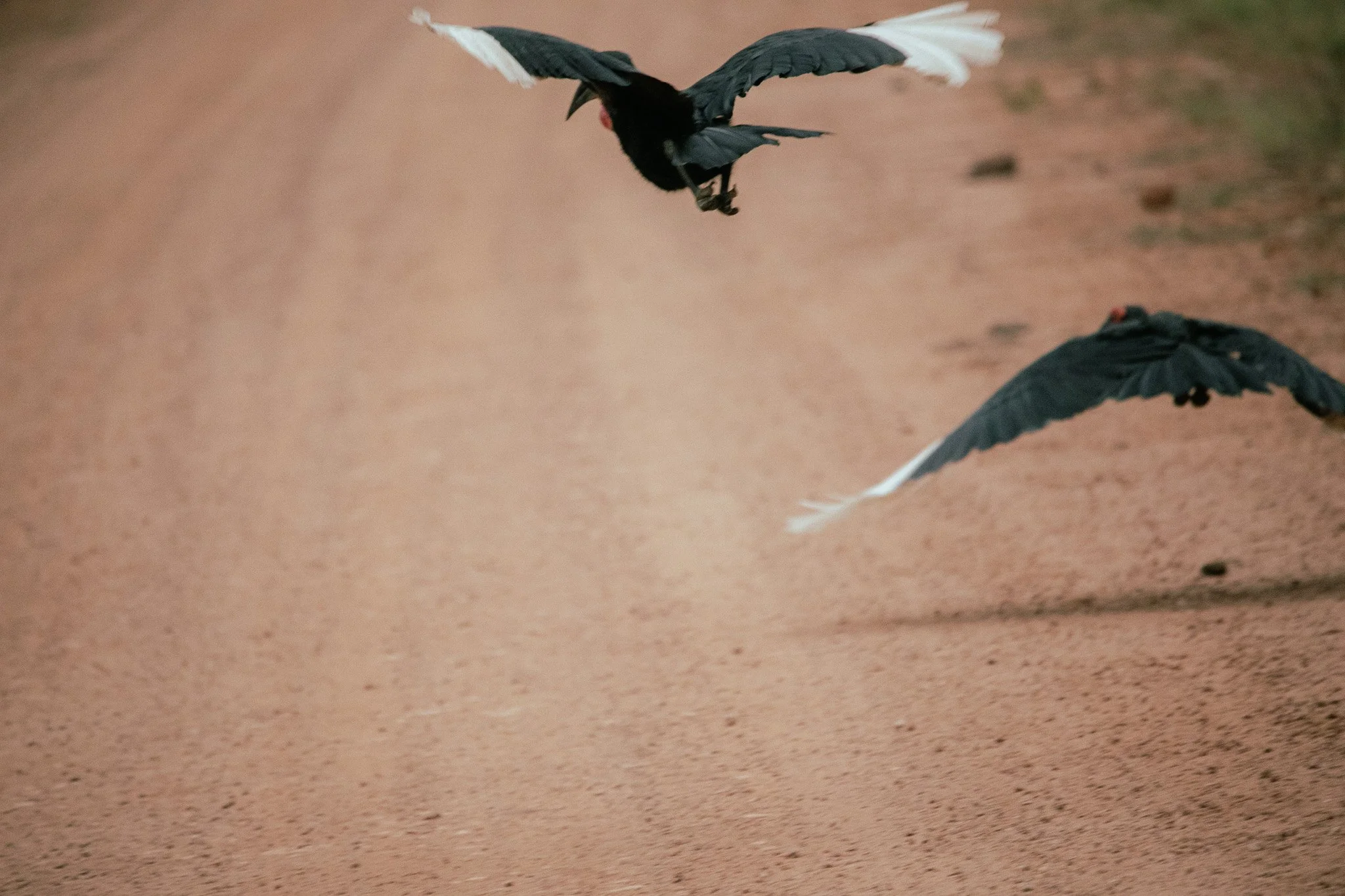 Two Marabou storks flying low over a dirt path with one bird closer to the camera.