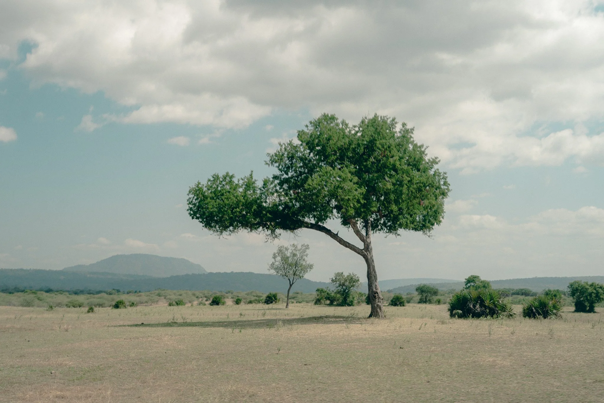 A lone tree with lush green leaves stands in an open, dry field under a partly cloudy sky, with distant hills on the horizon.