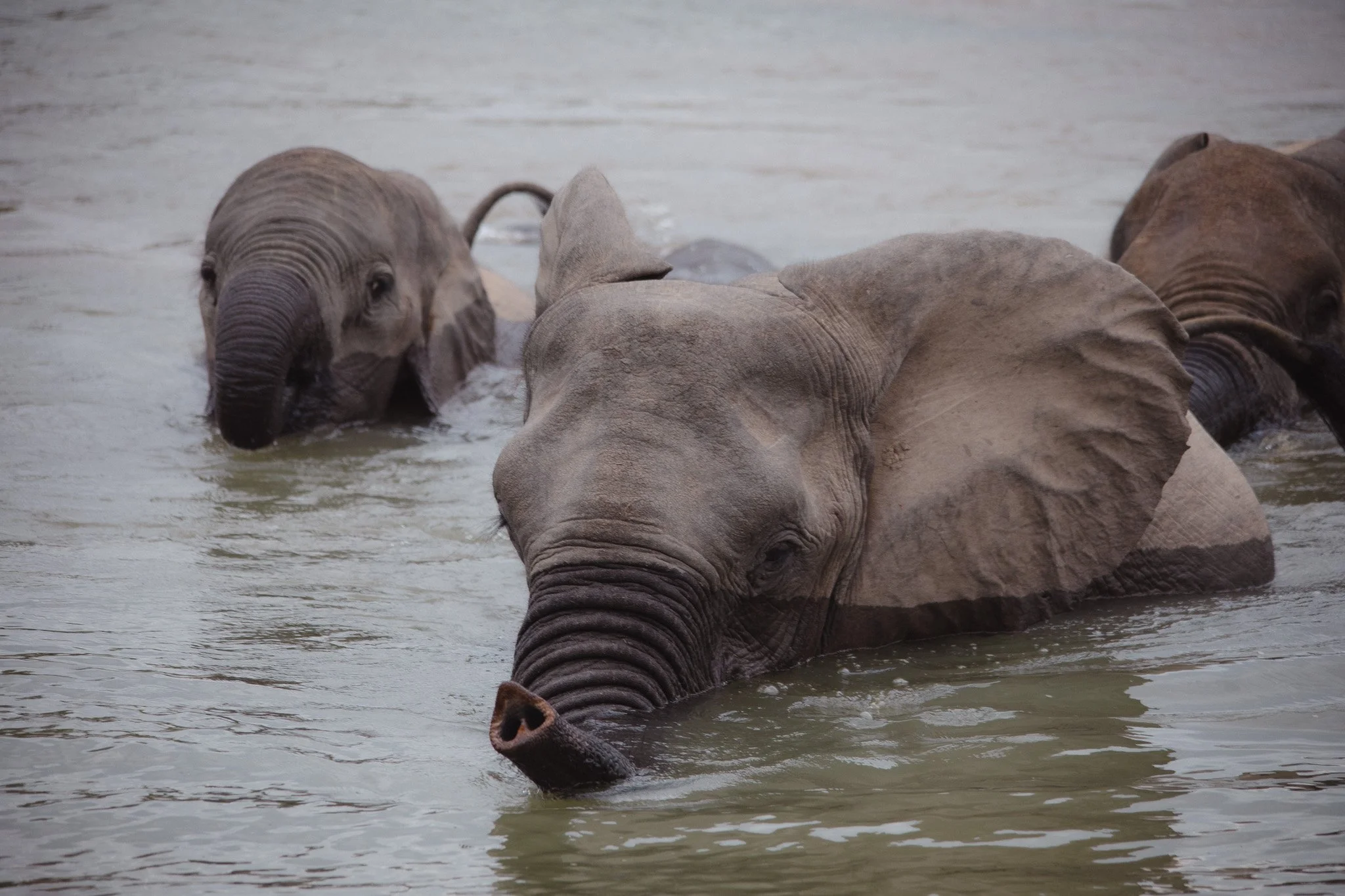 A group of elephants swimming in a body of water.