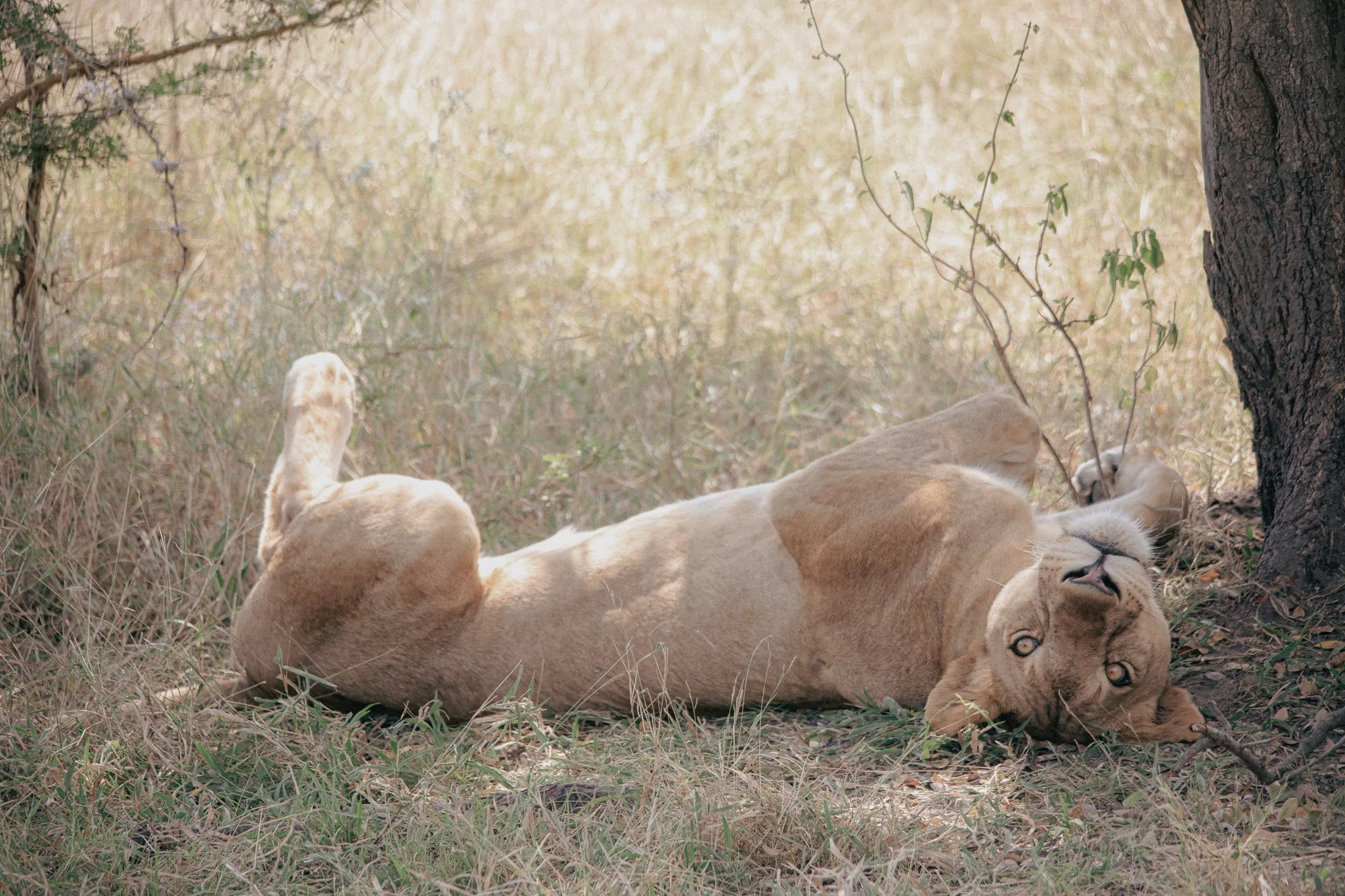 A lioness lying on her back in a grassy area near a tree, looking at the camera.