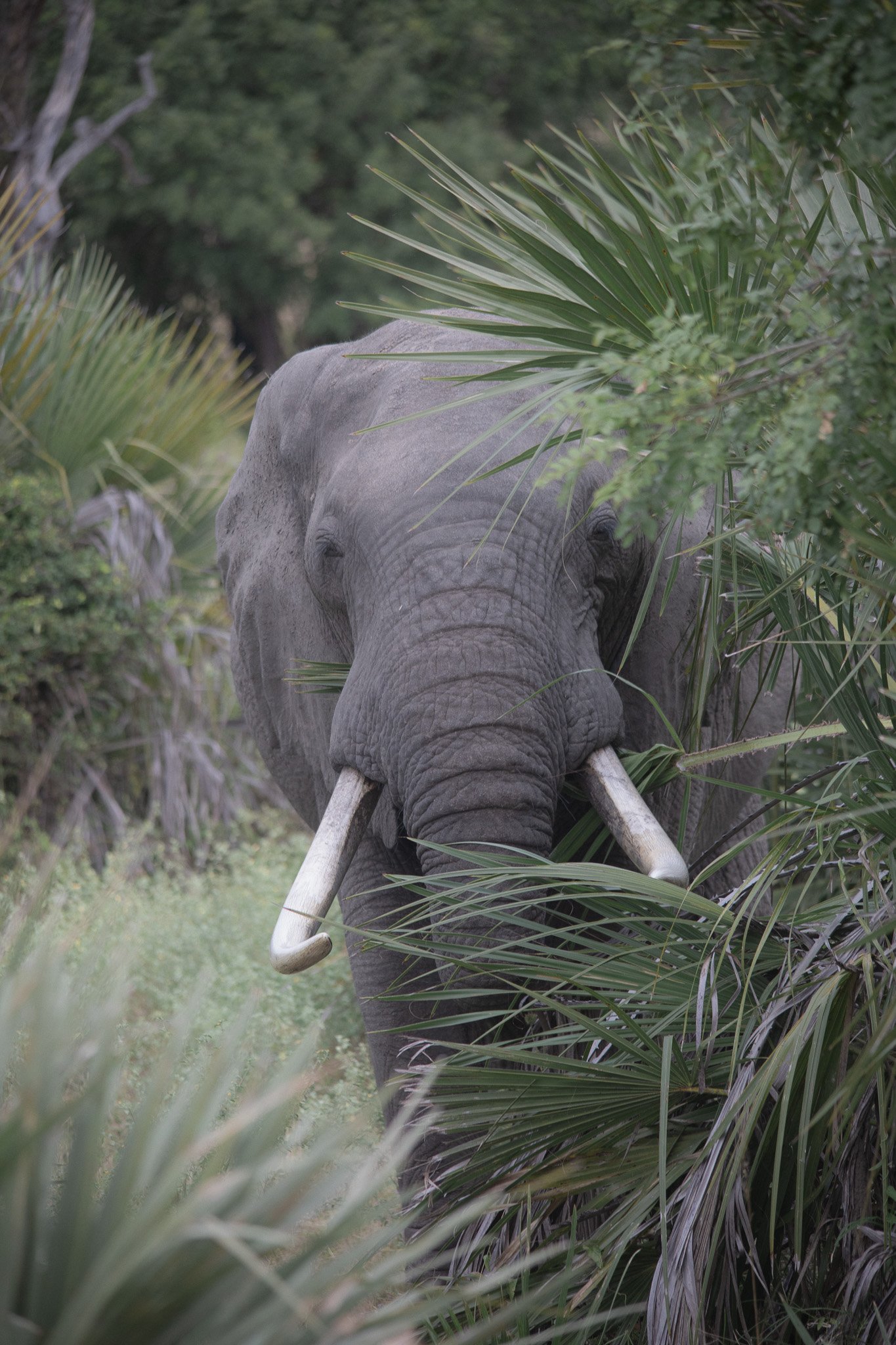 An elephant walking through a lush green forest, partially obscured by palm leaves.