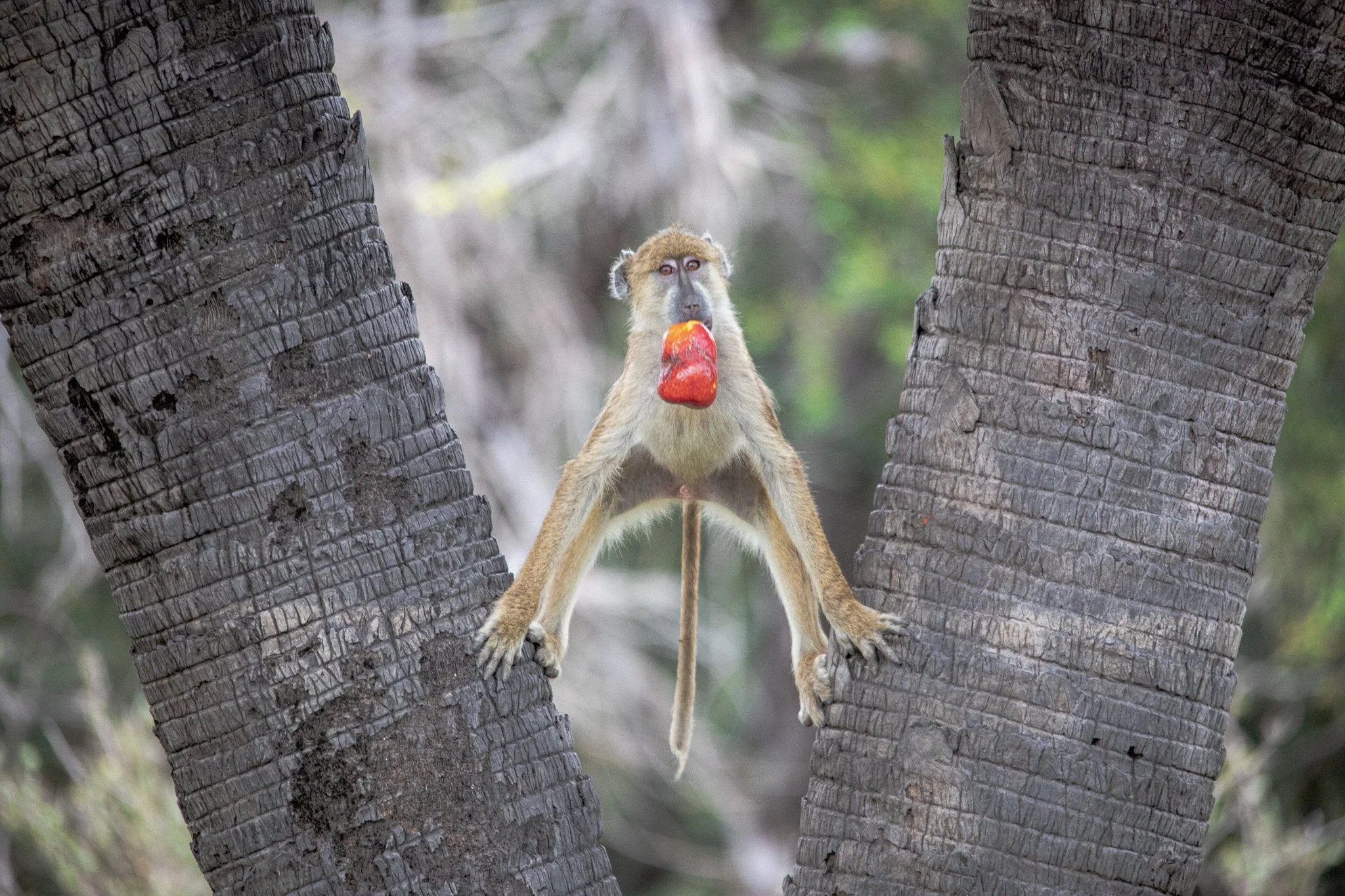 A monkey sitting on a tree branch holding a red object in its mouth.