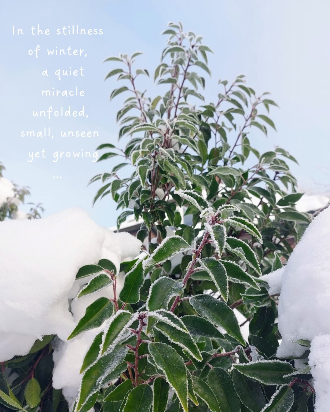 In the stillness of winter, a quiet miracle
unfolded, small, unseen
yet growing. 
Our little olive 🫒
that will be
with us at the end of summer.
Our little wonder
whispered into being,
born from love and winter stillness, 
that is so, so loved alread