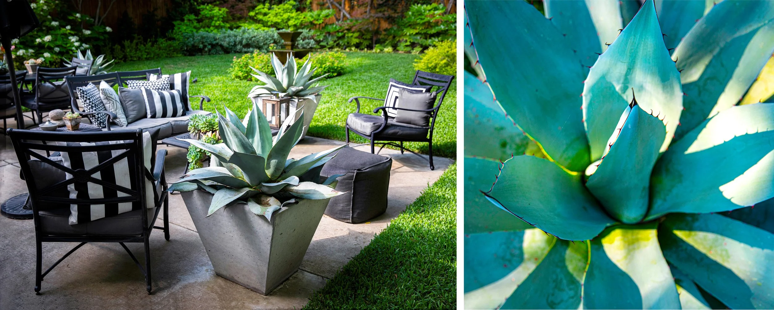 Brenda Teall botanical photography, magazine, editorial, lifestyle