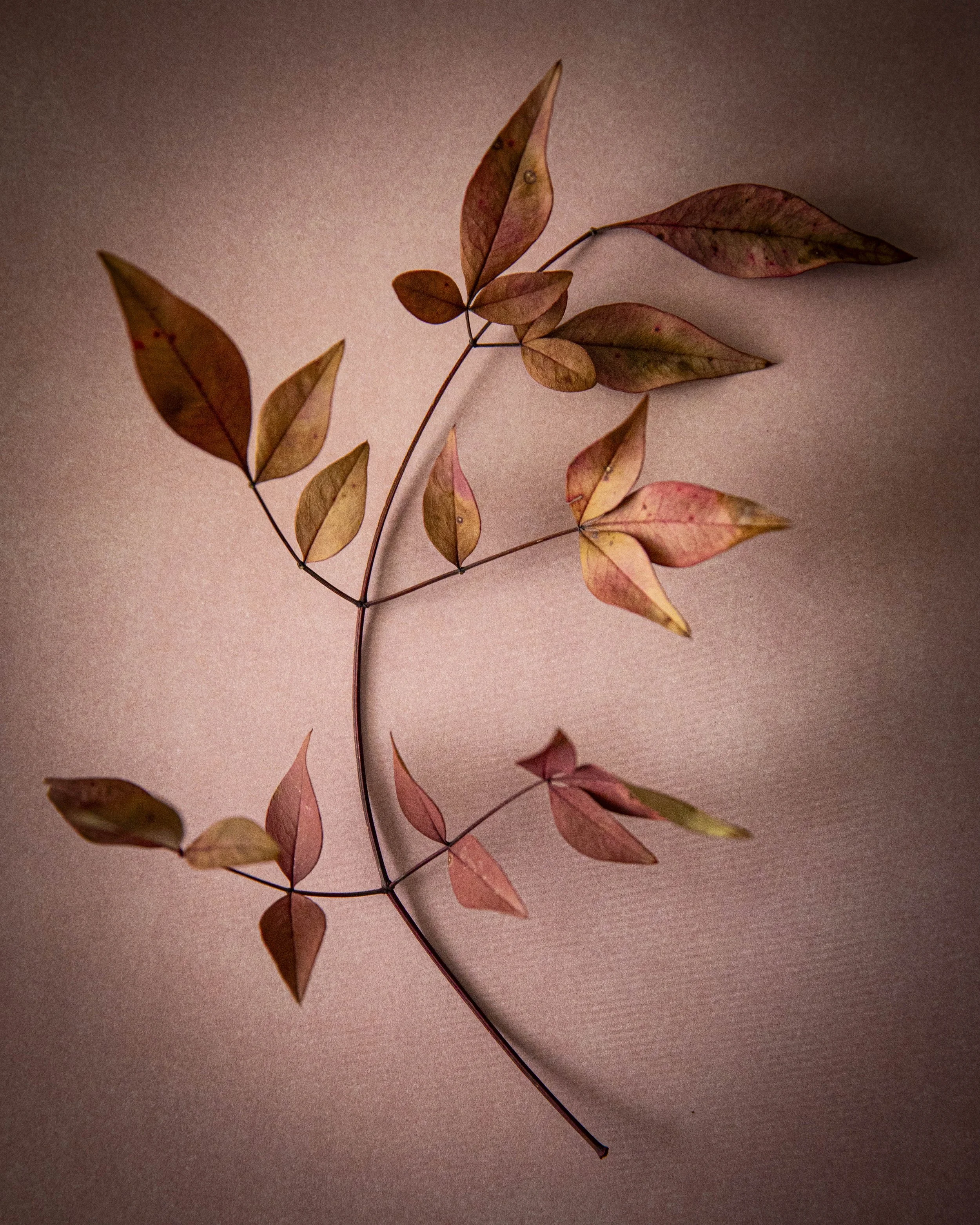 Nandina
