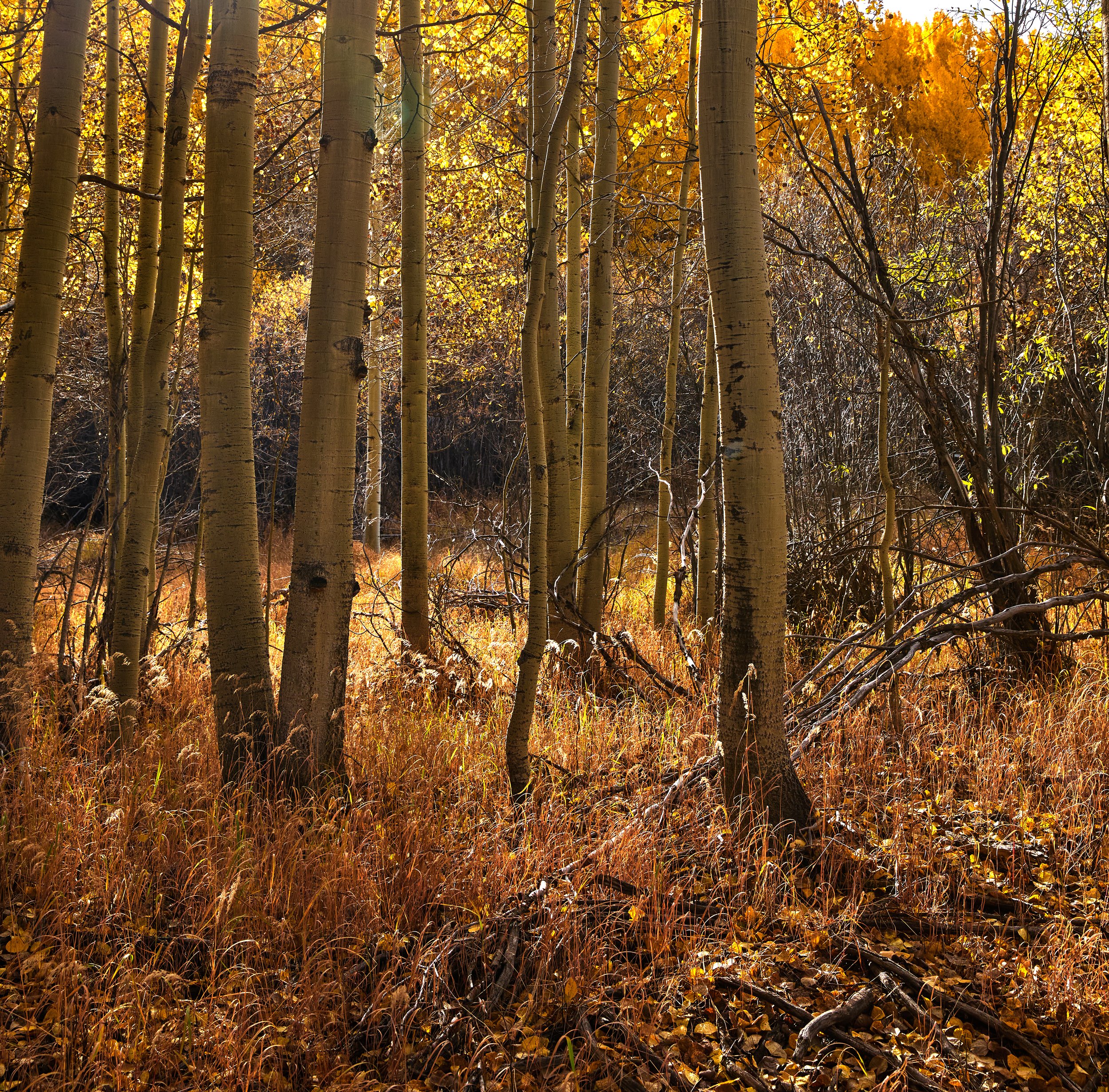 Colorado Aspen 2