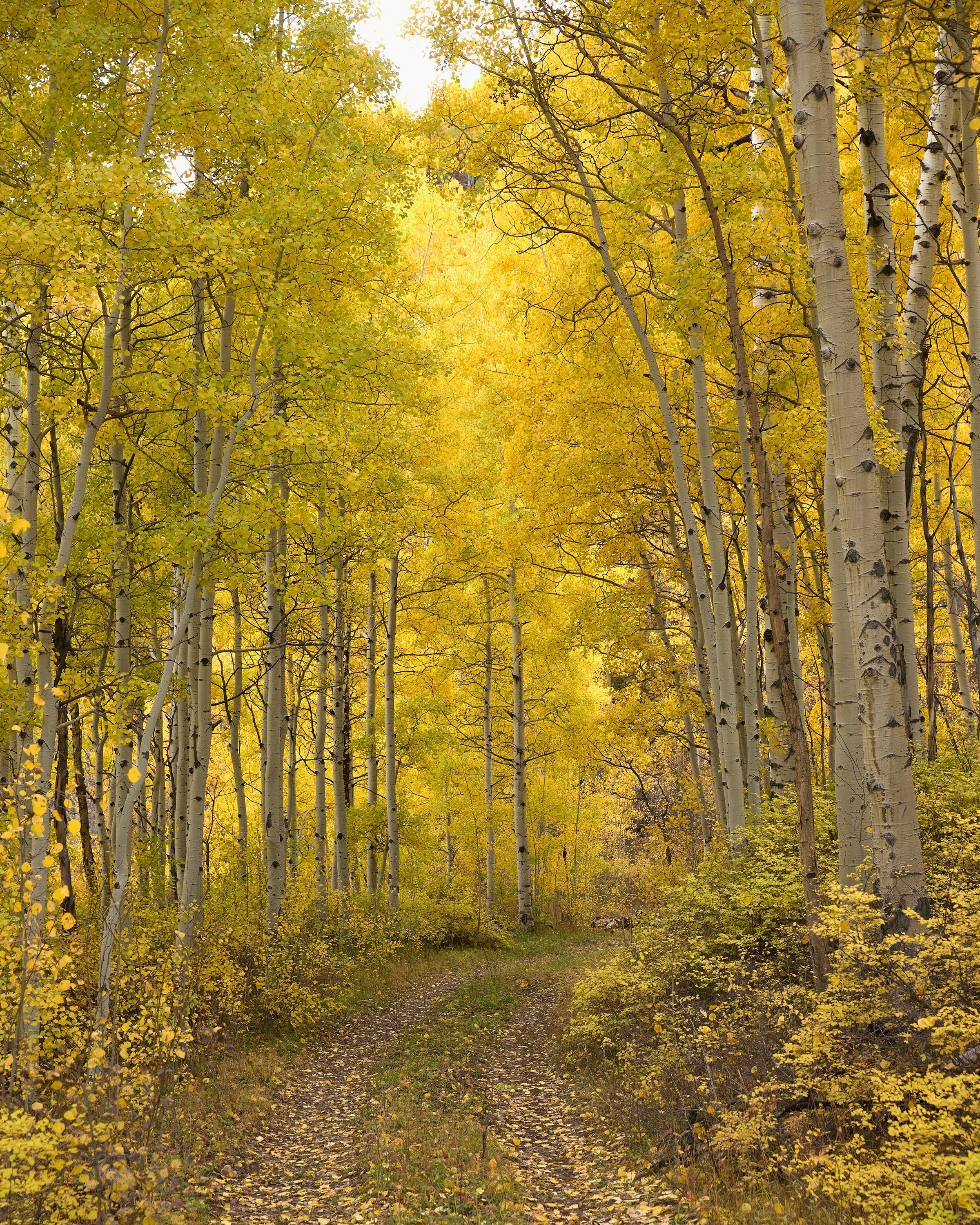 Colorado Aspen 3