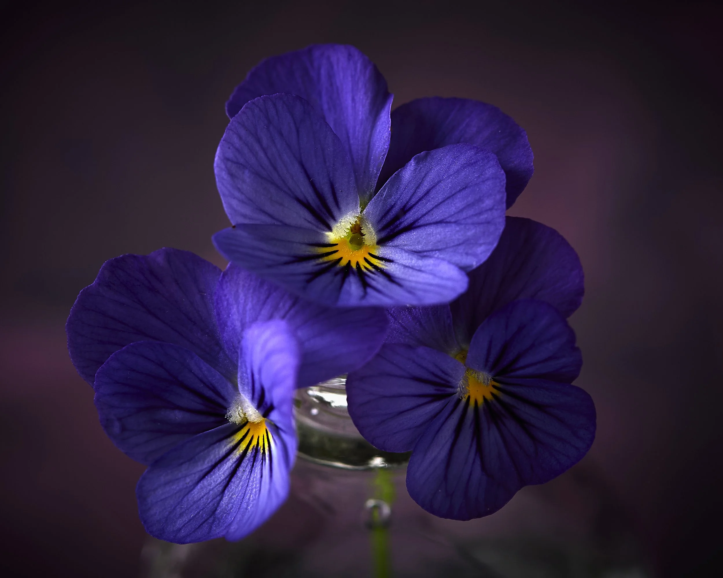 Pansy Still life