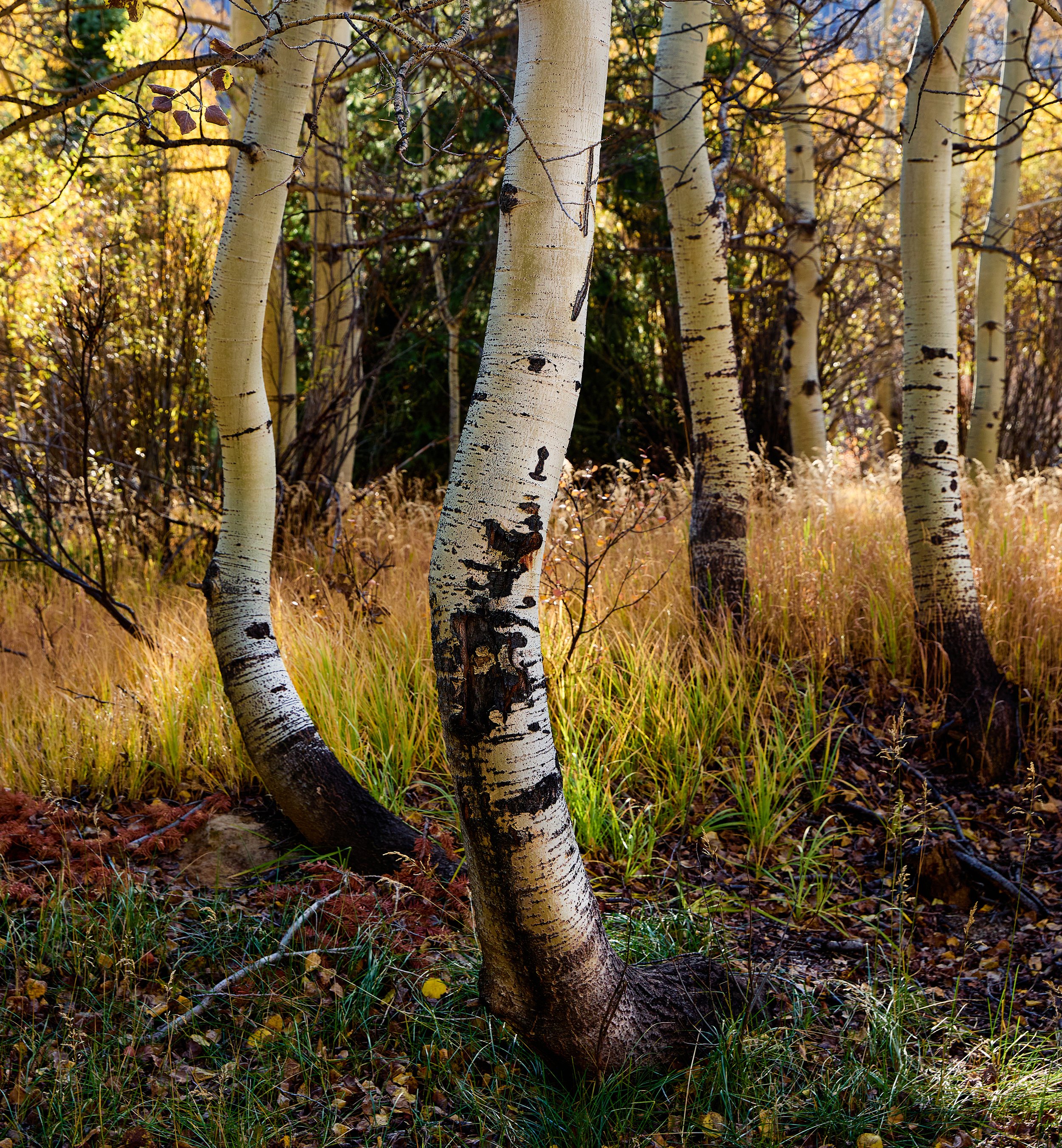 Colorado Aspen 1