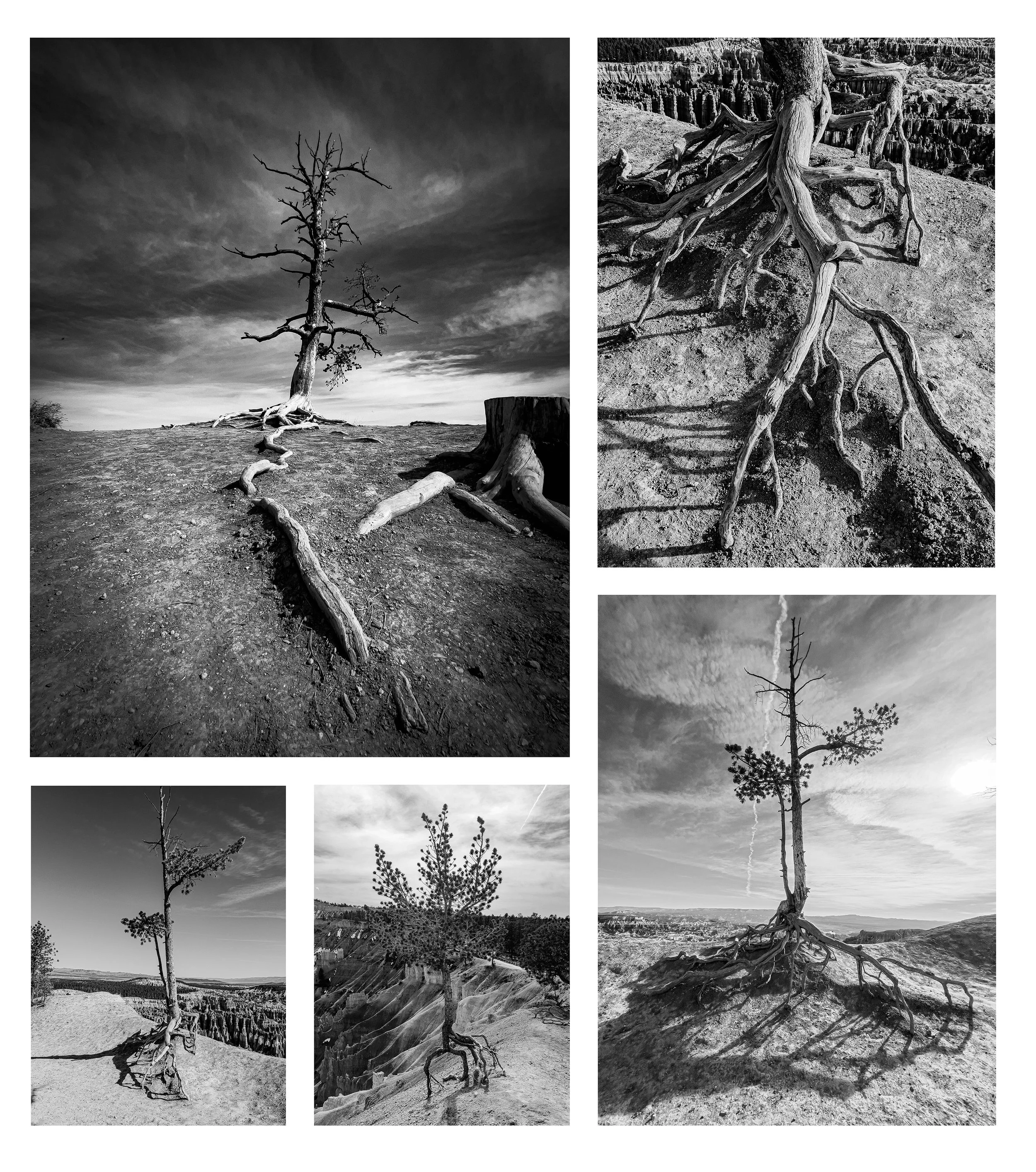 Trees of Bryce Canyon