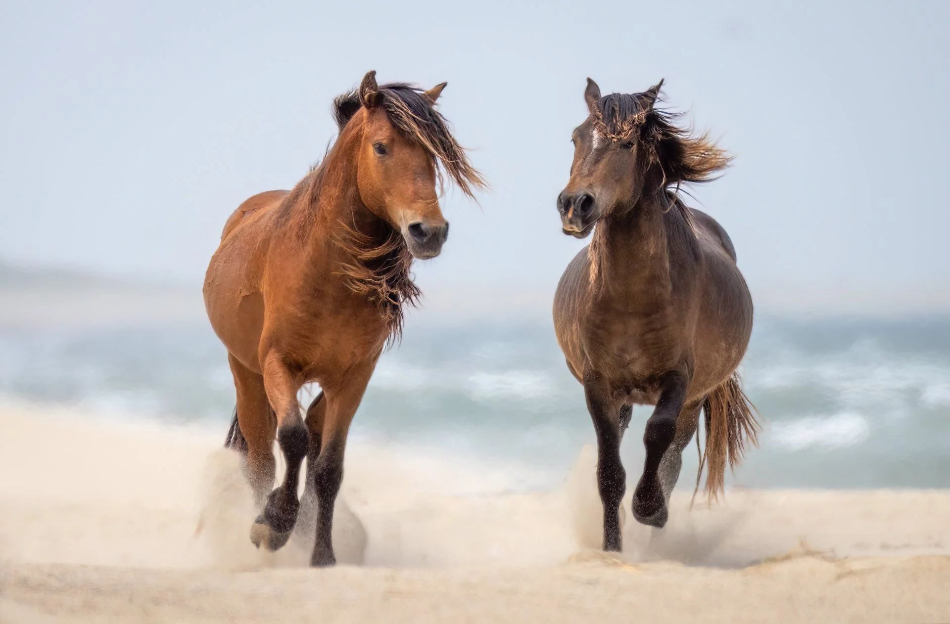 Lynn Fergusson - Wild Horses Sable Island.jpg