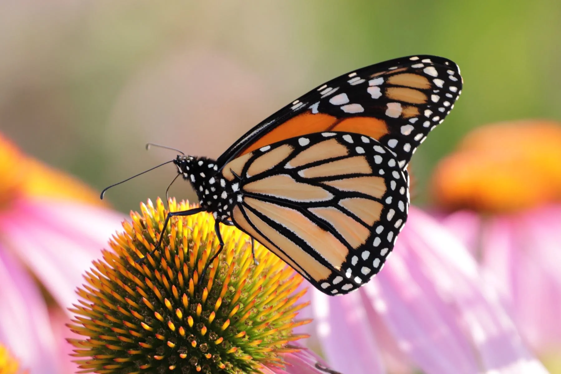 3-Monarch.jpg