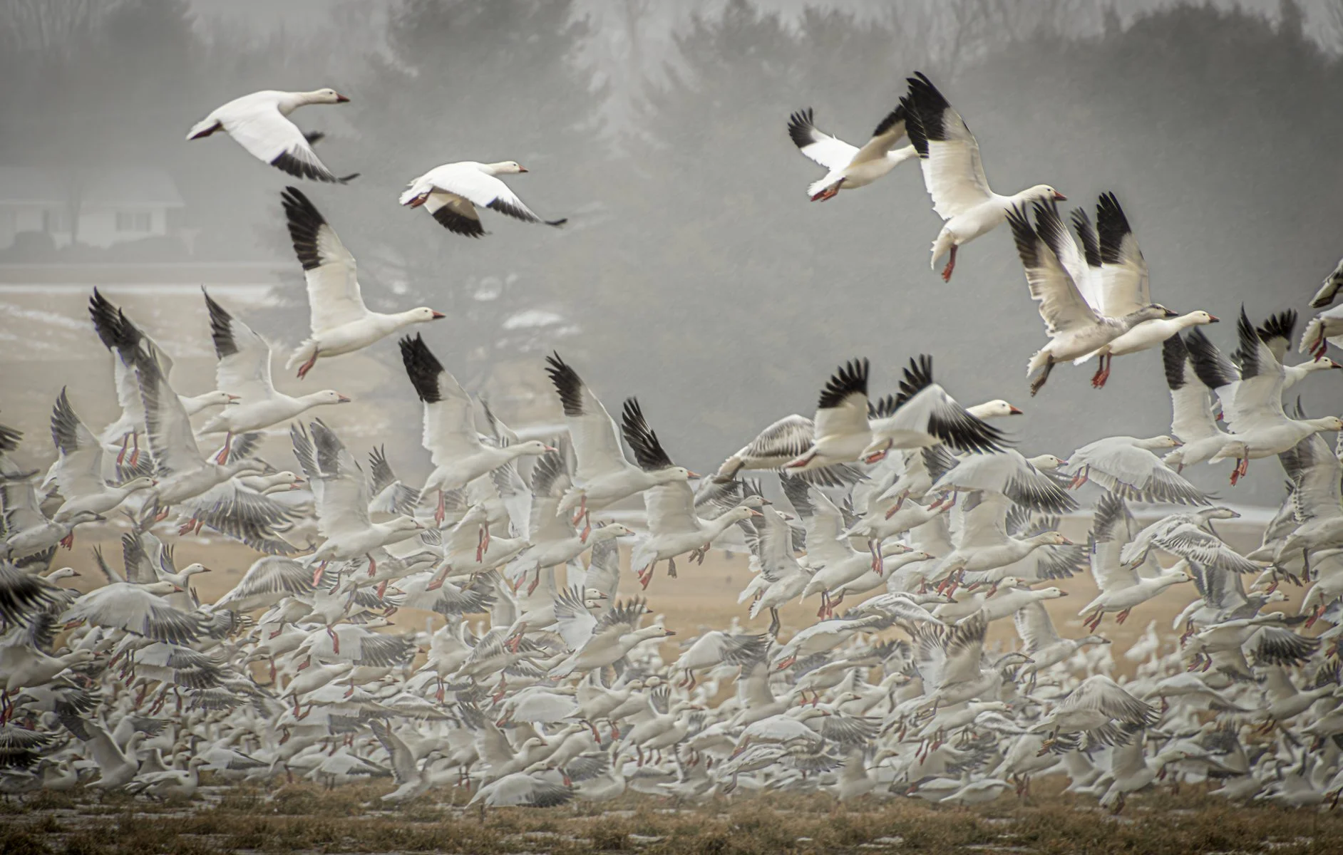 On the Fly_Patty Windfield.jpg