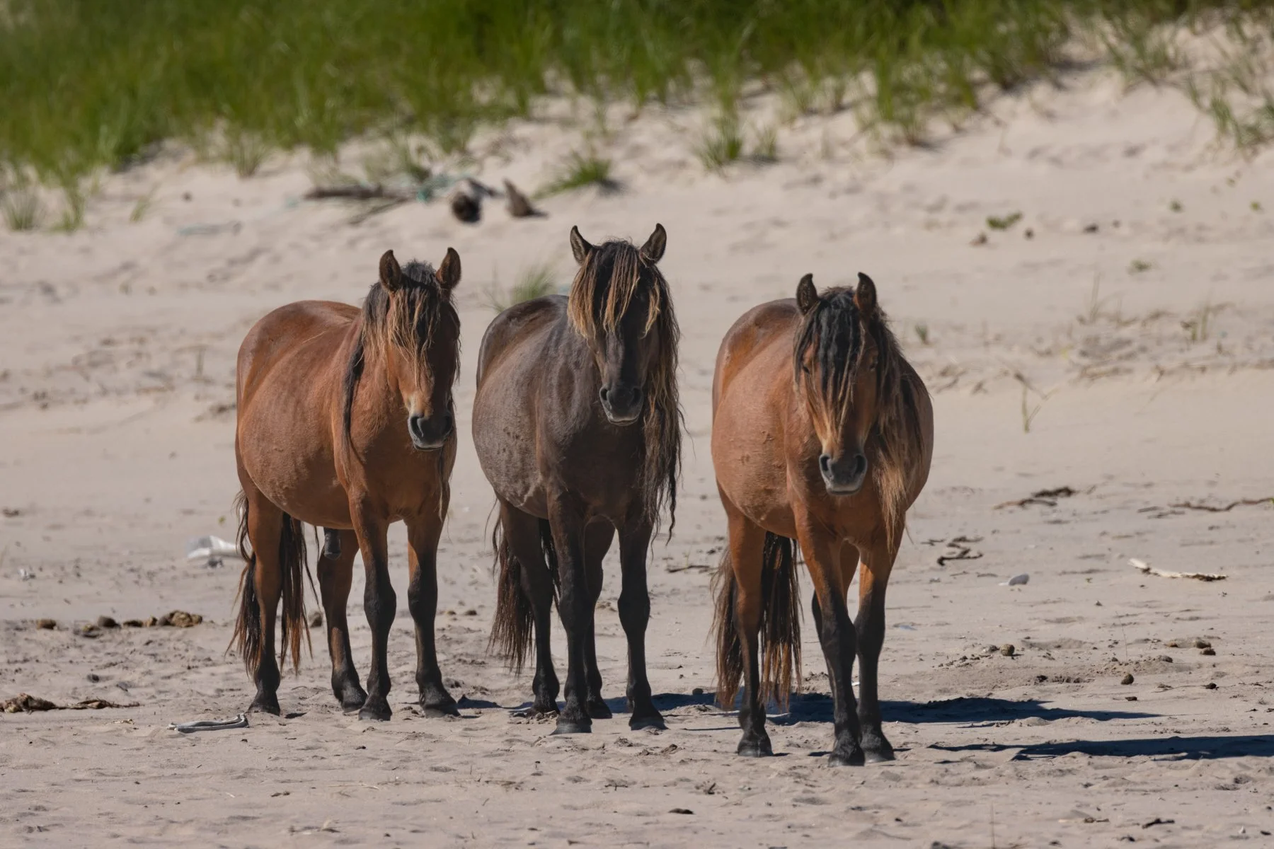 Peggy Thriault__Sable Island.jpg