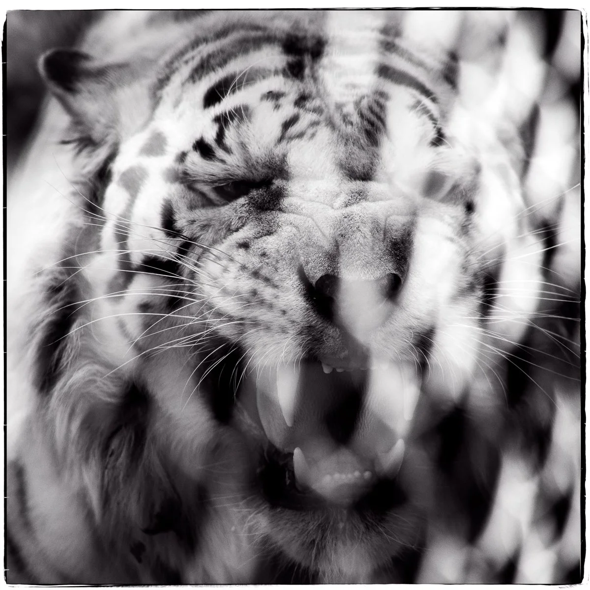 A close-up of a roaring tiger with its mouth open, showing sharp teeth, in black and white.