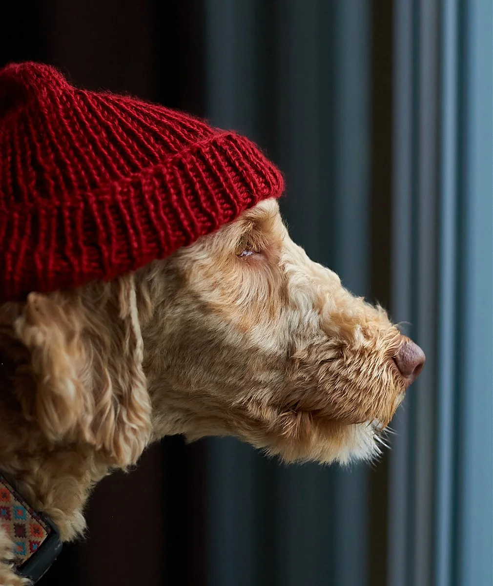 A golden-colored dog wearing a red knit hat looking out a window.