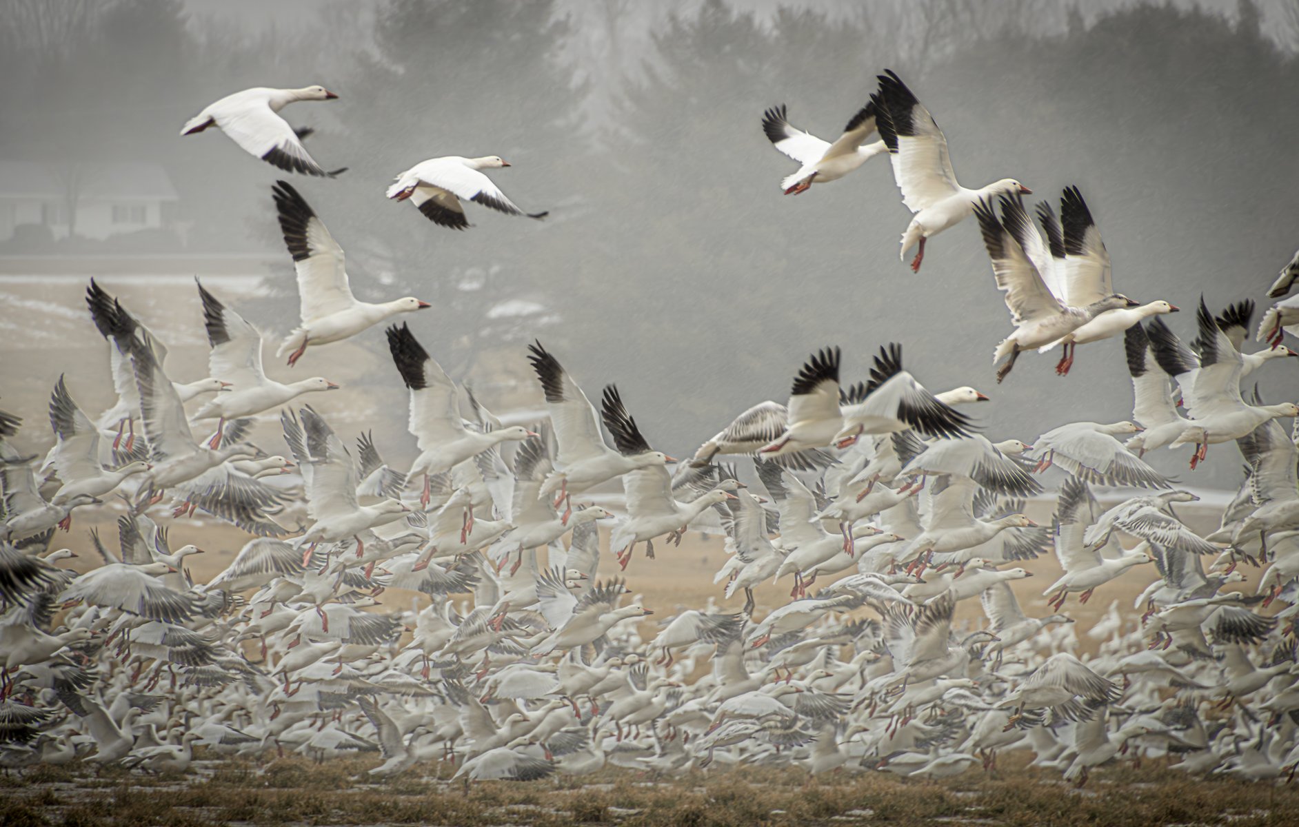A large flock of snow geese flying over the ground with some landing and others in flight, with a foggy background including a water body and distant trees.