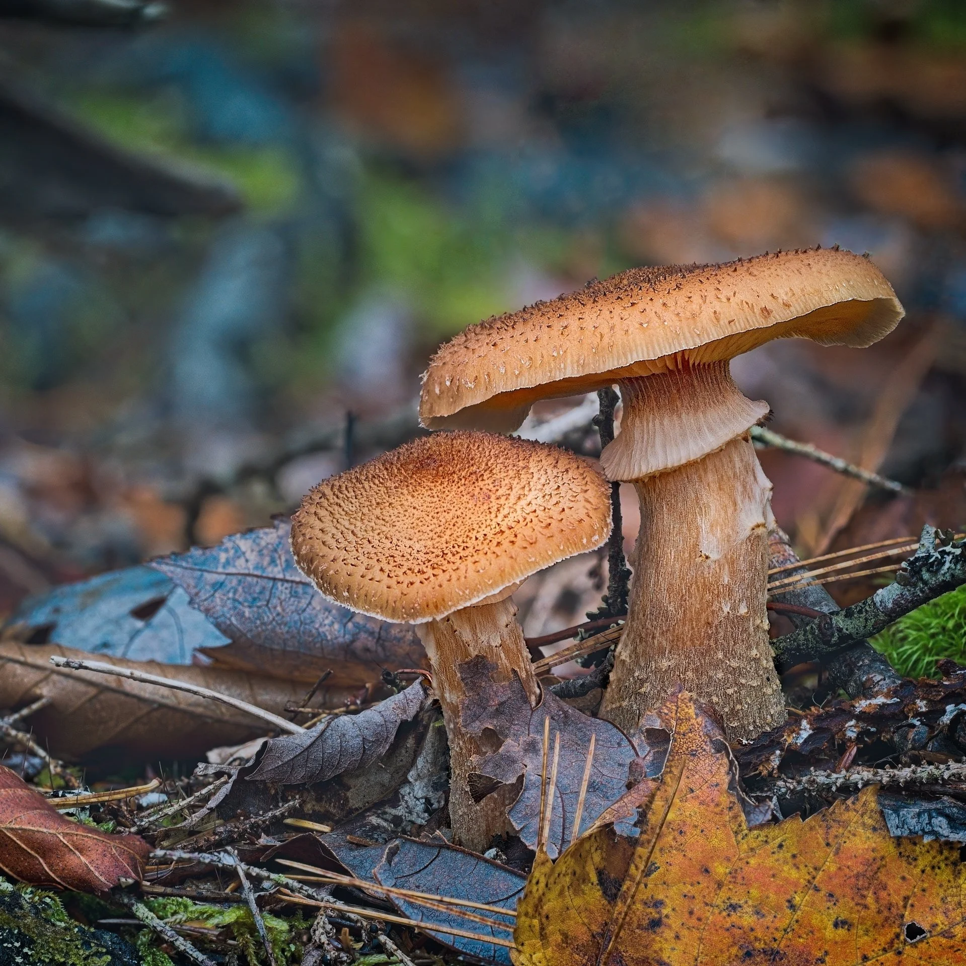 2023-10-21 16-56-12 (B,R8,S4)test3bps ws.jpg