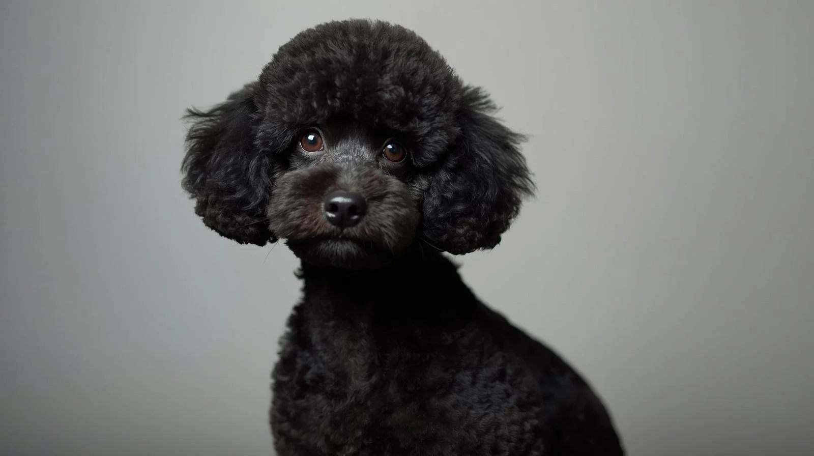 A black poodle with a curly haircut looking at the camera against a neutral gray background.