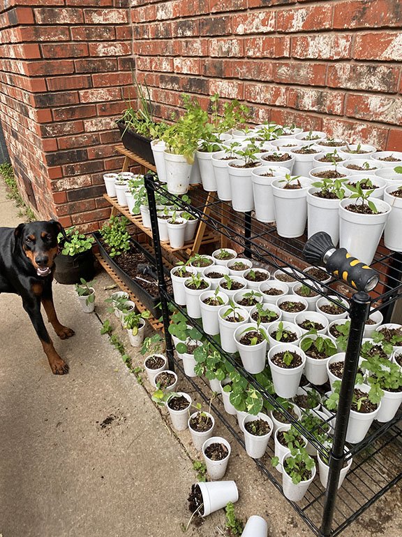 Seedlings 2023 with our loyal garden companion.