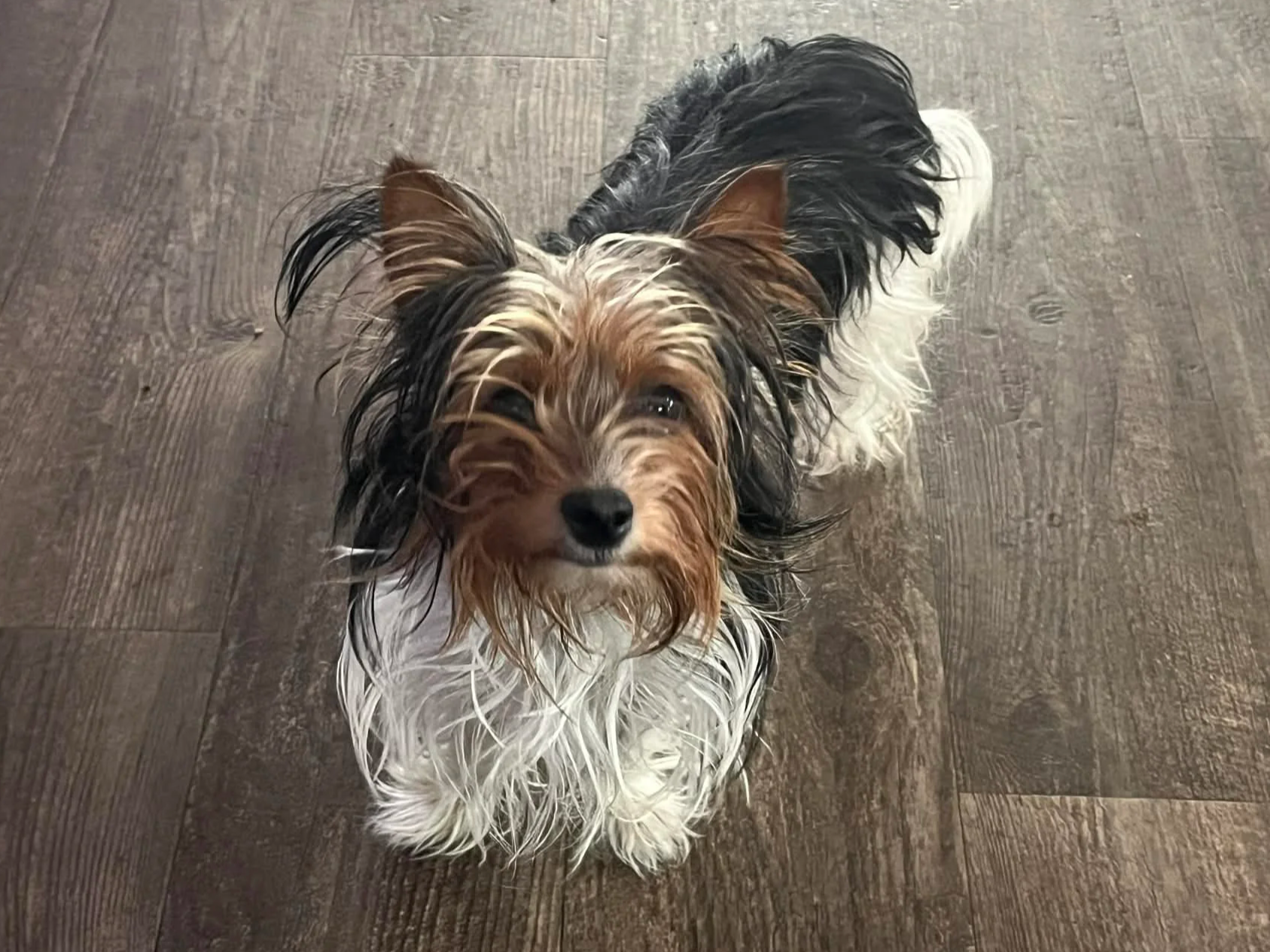  WILLOW  
WILLOW
I'll start by saying, she deserves a better picture! Willow entertains herself by hoarding toys in her space. She is pretty good at "reading the room", finding the person willing to pet her.