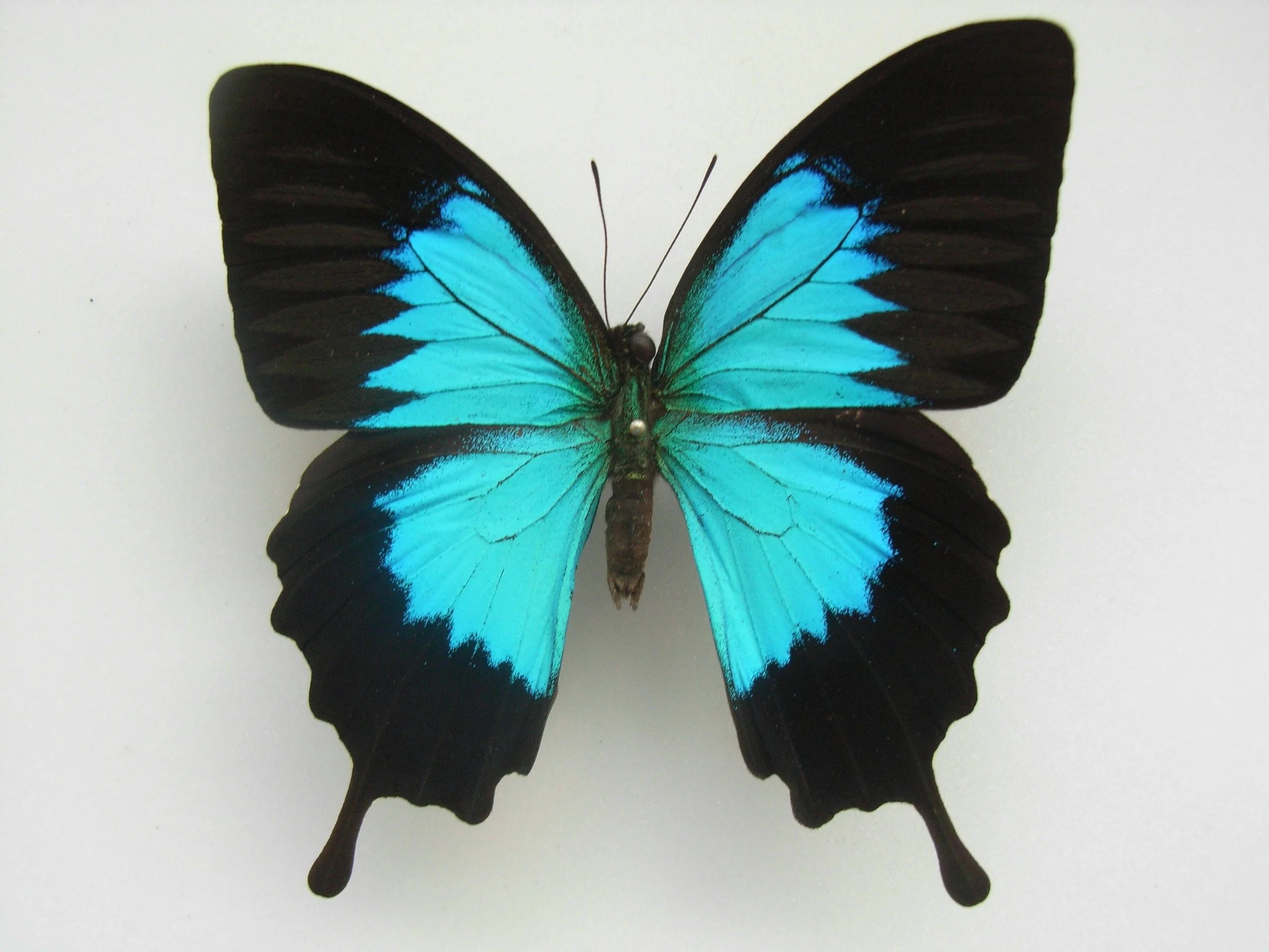 Papilio_ulysses_ambiguus_Rothschild,_1895.jpg