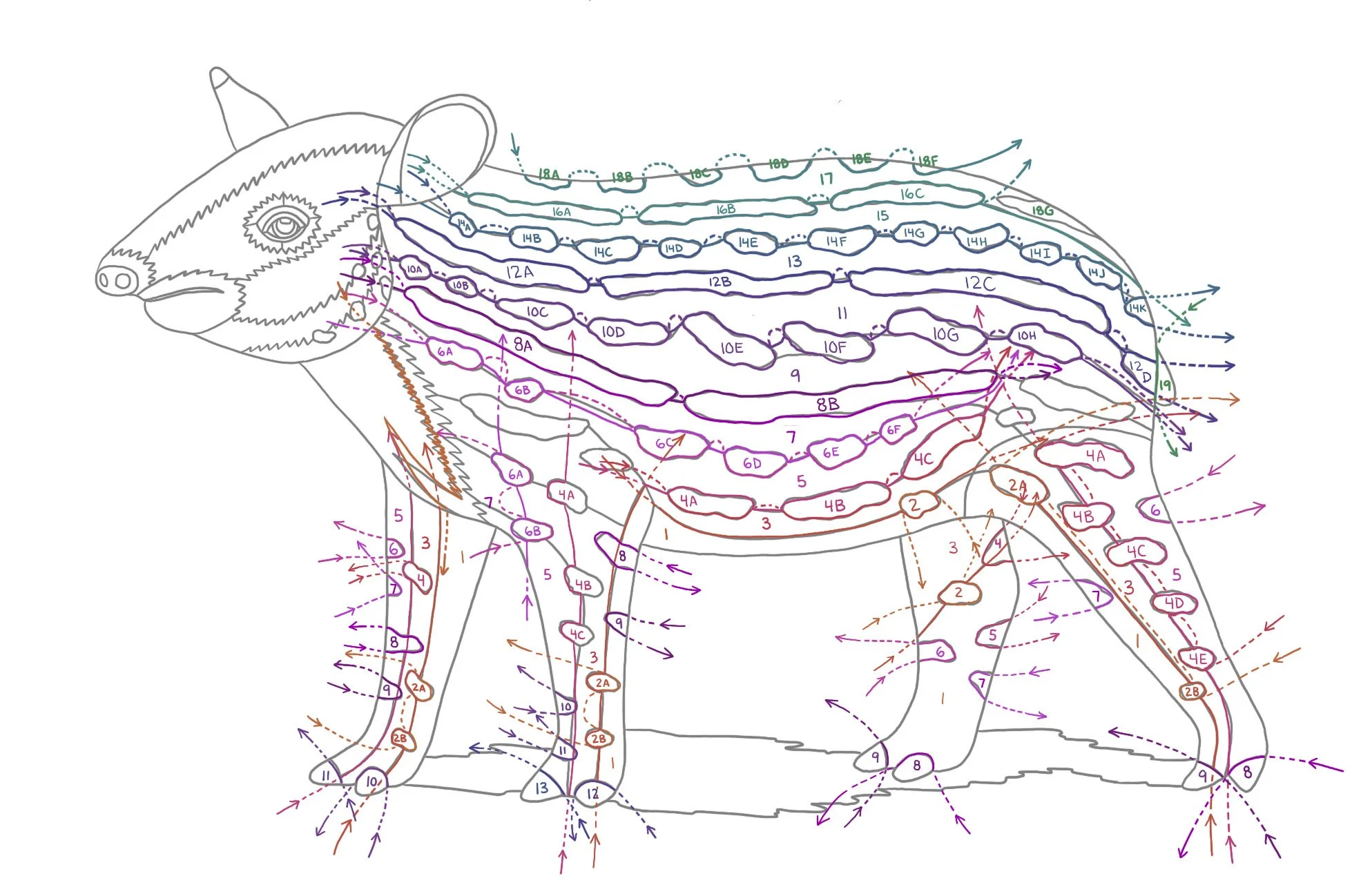 Complicated color-coded drawing of the baby tapir with lots of numbers and arrows