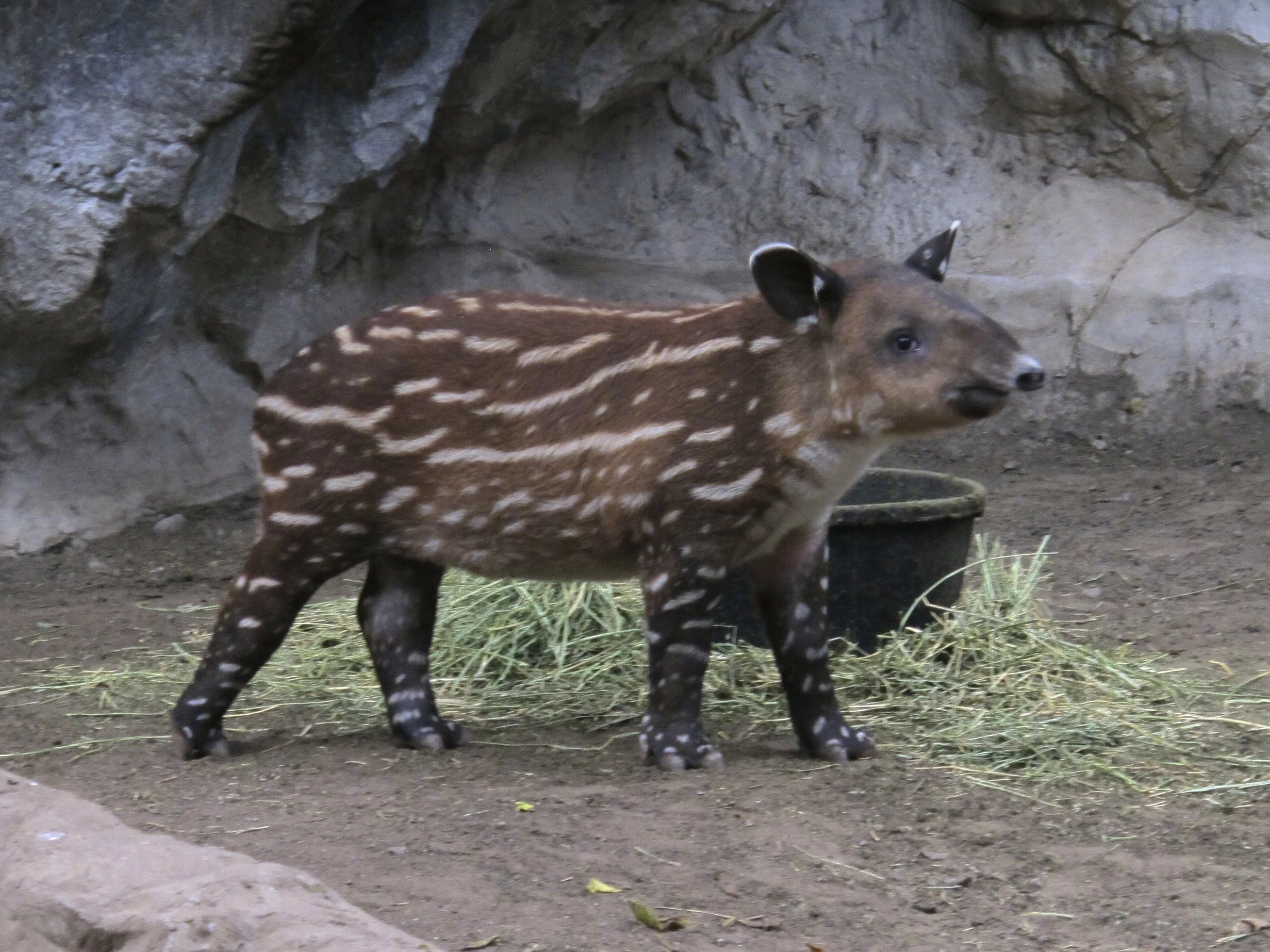 Photograph of a baby tapir at a zoo