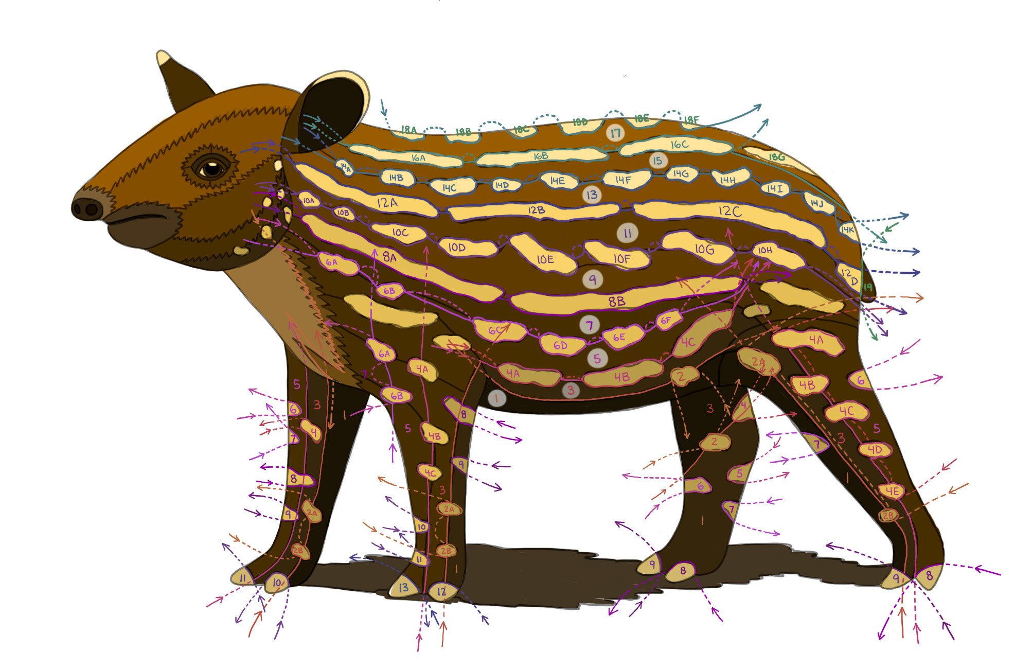 The same drawing of a baby tapir with both color and cut diagrams
