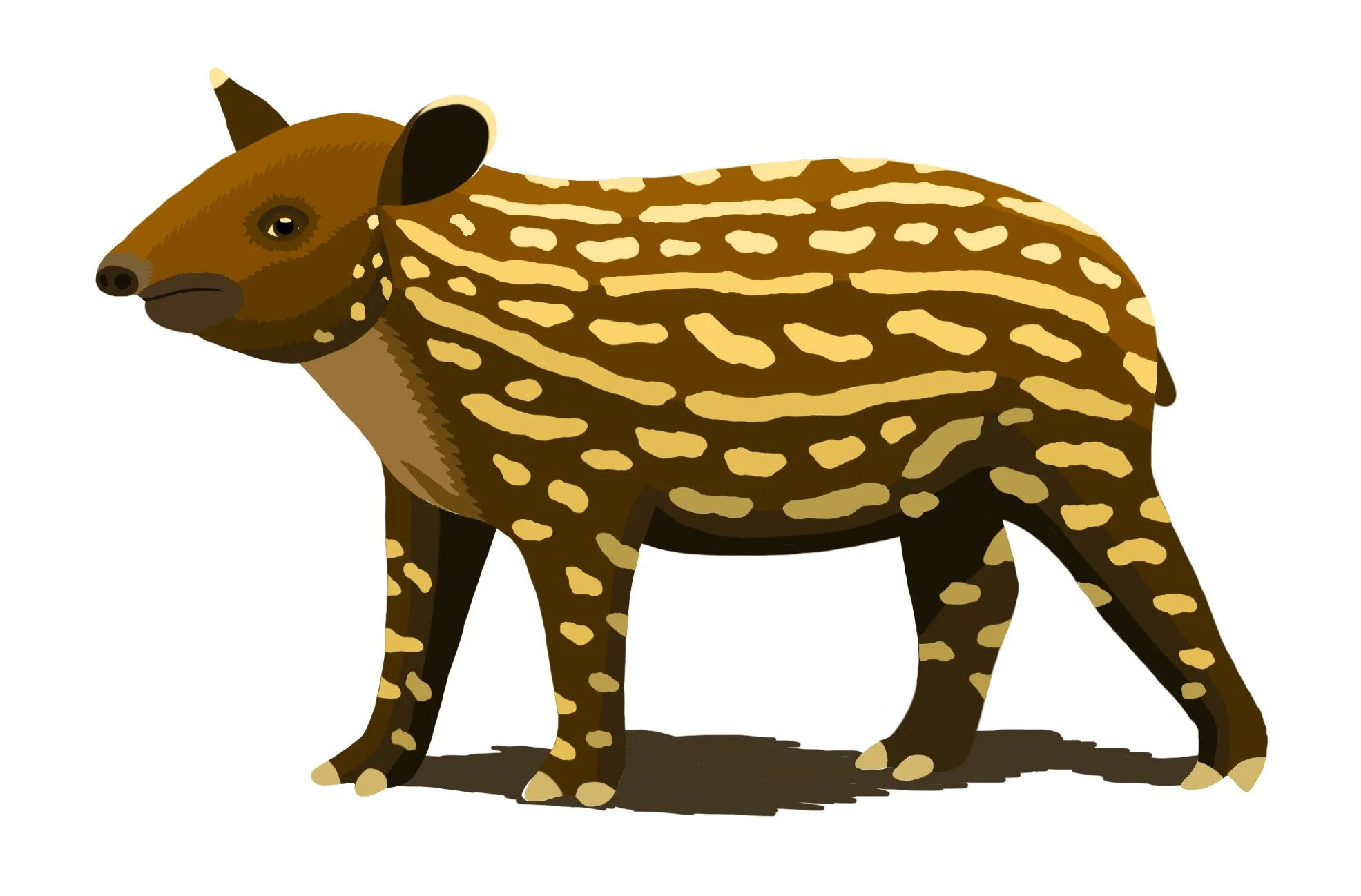 Color version of the same drawing of a baby tapir