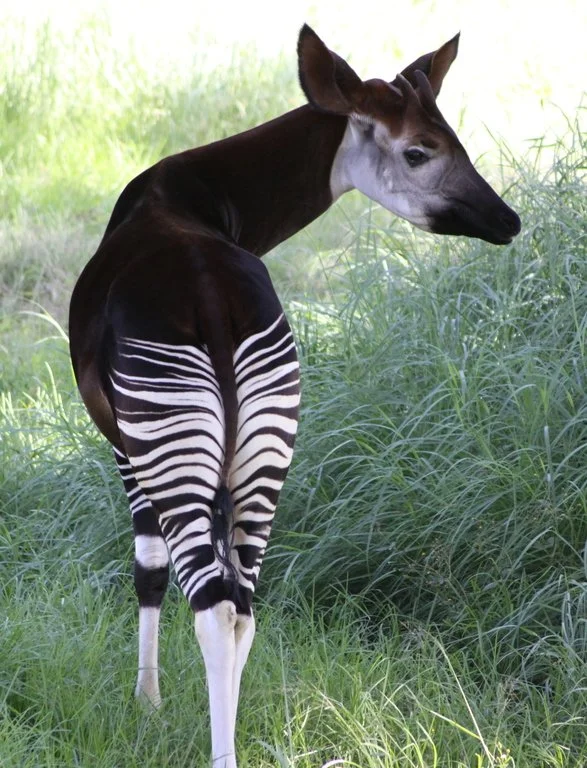 Photo of a male okapi, viewed from behin
