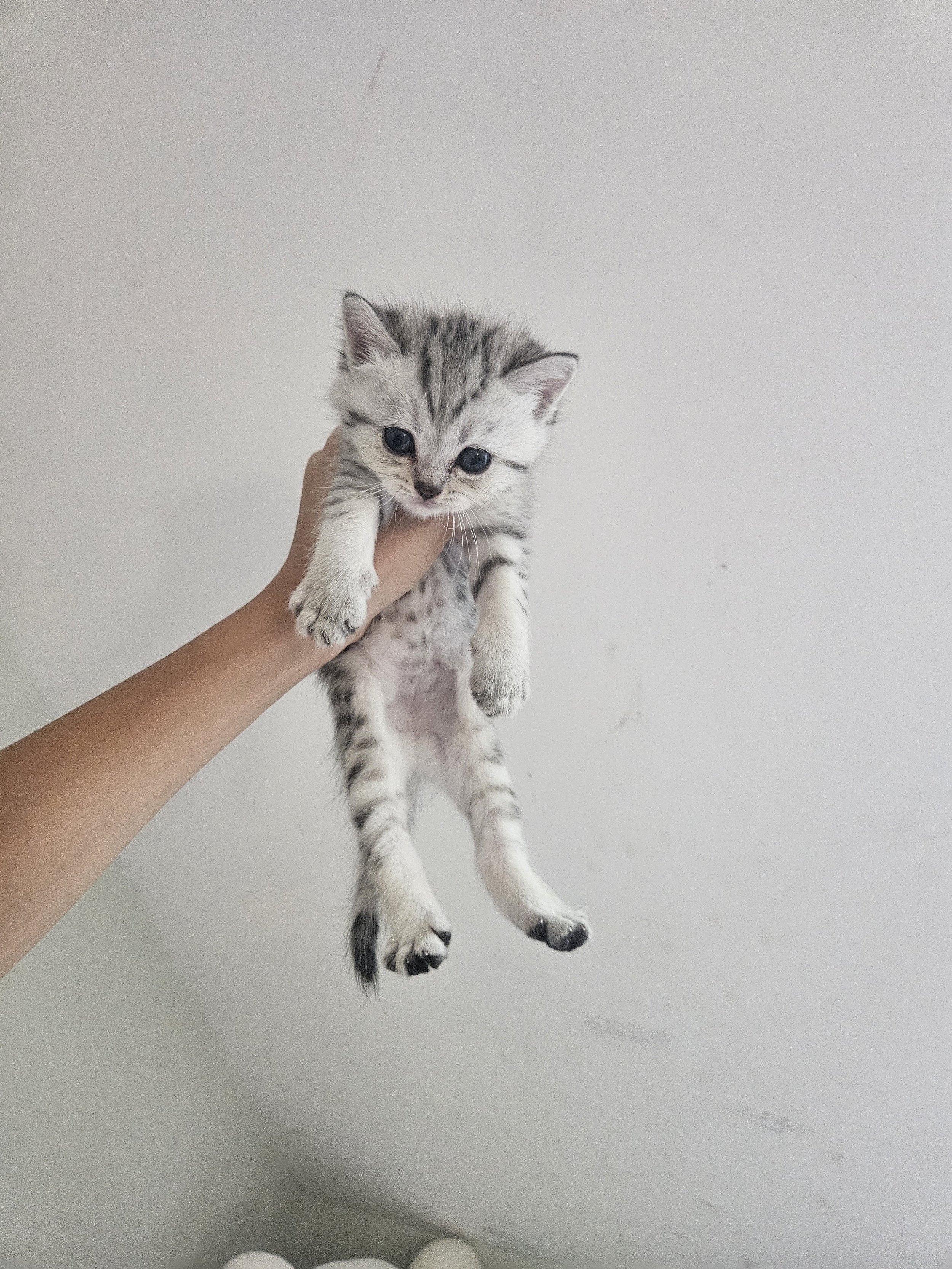 processed_79e5b87ff334473a99797fa3f663be2e.jpeg