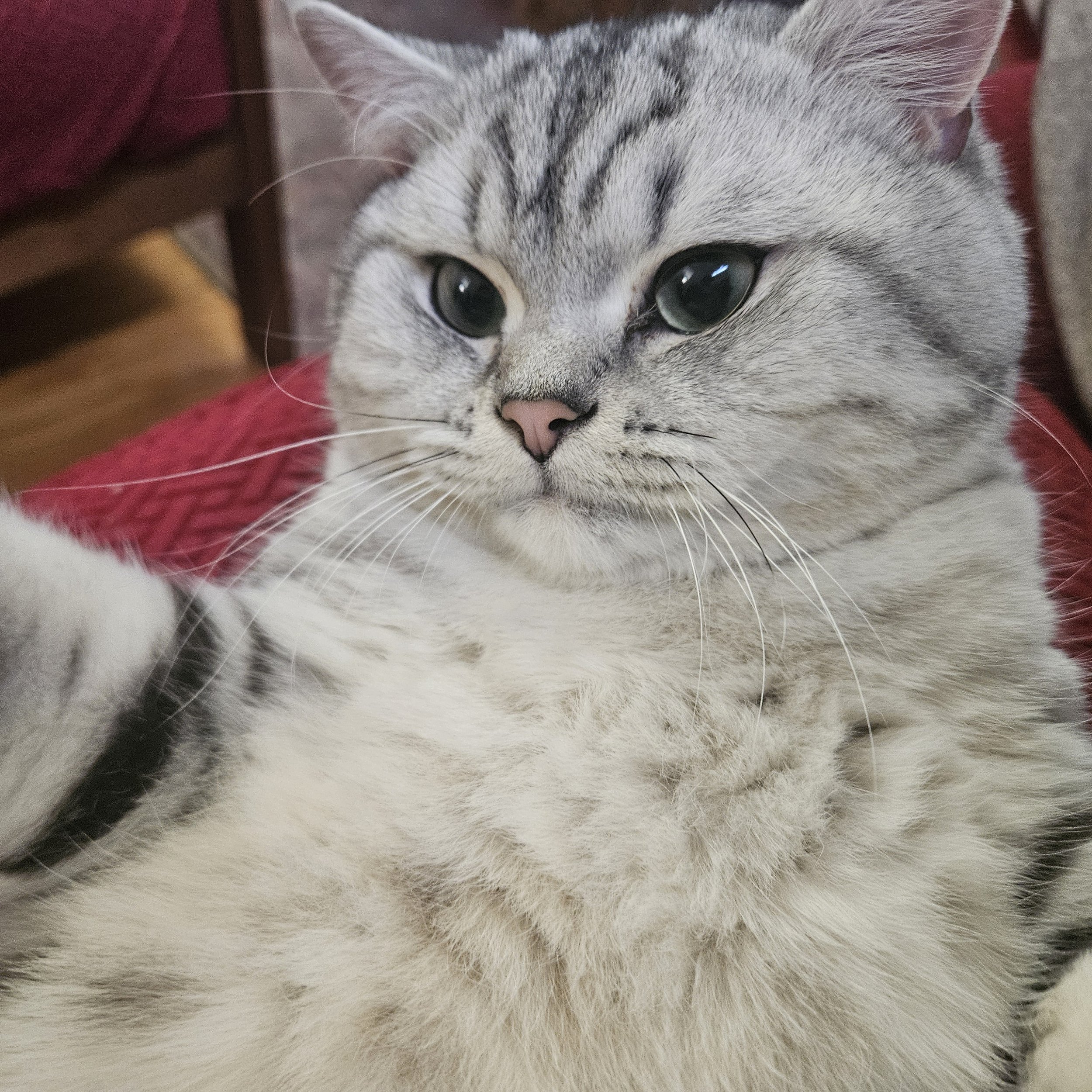 Simba