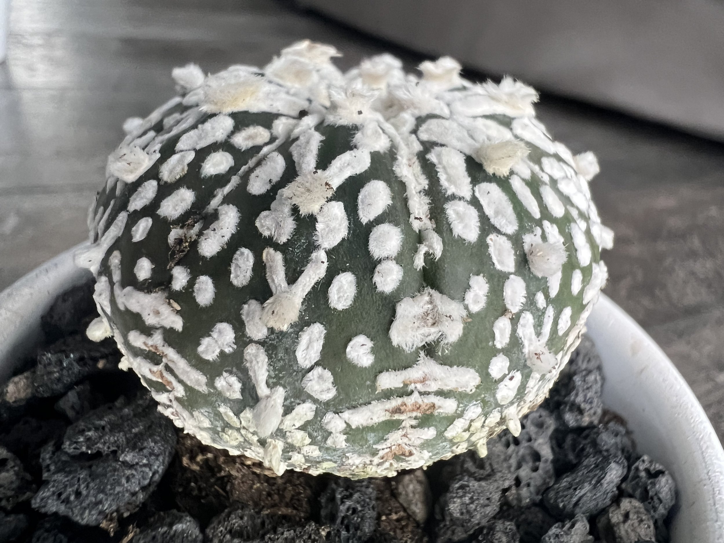 Astrophytum