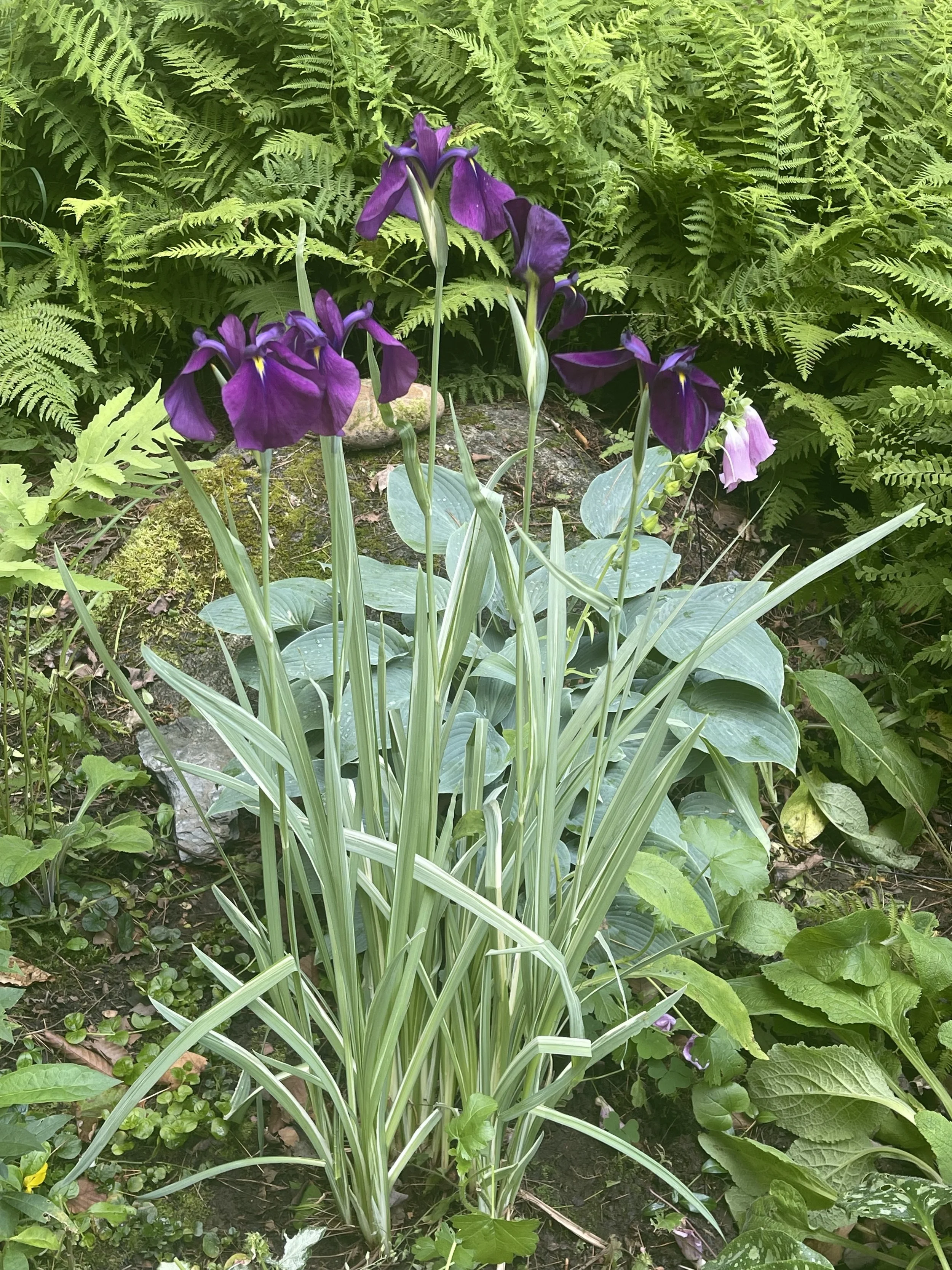 Iris