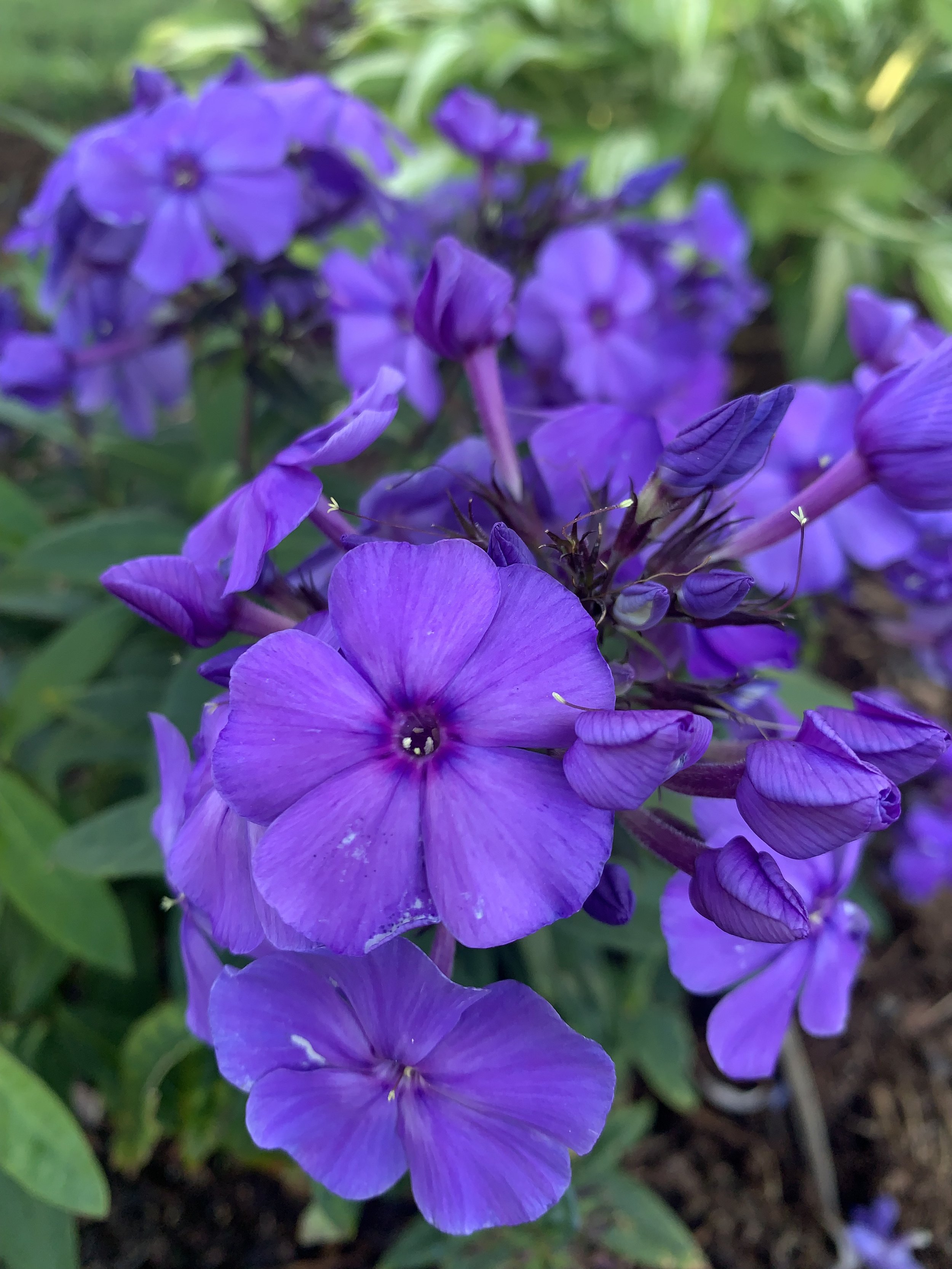 IMG_5933.jpeg