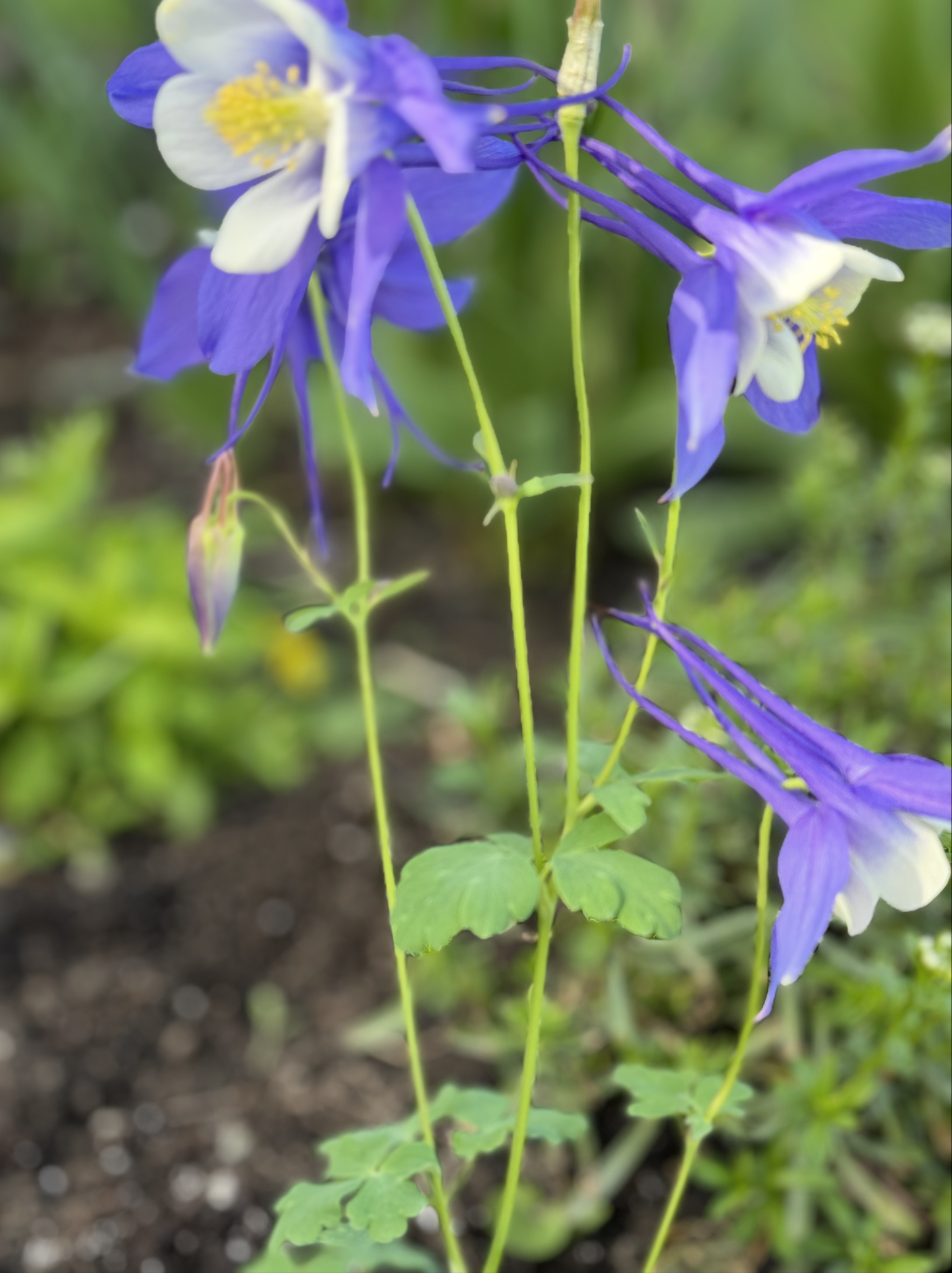 Vermont Garden Design.png