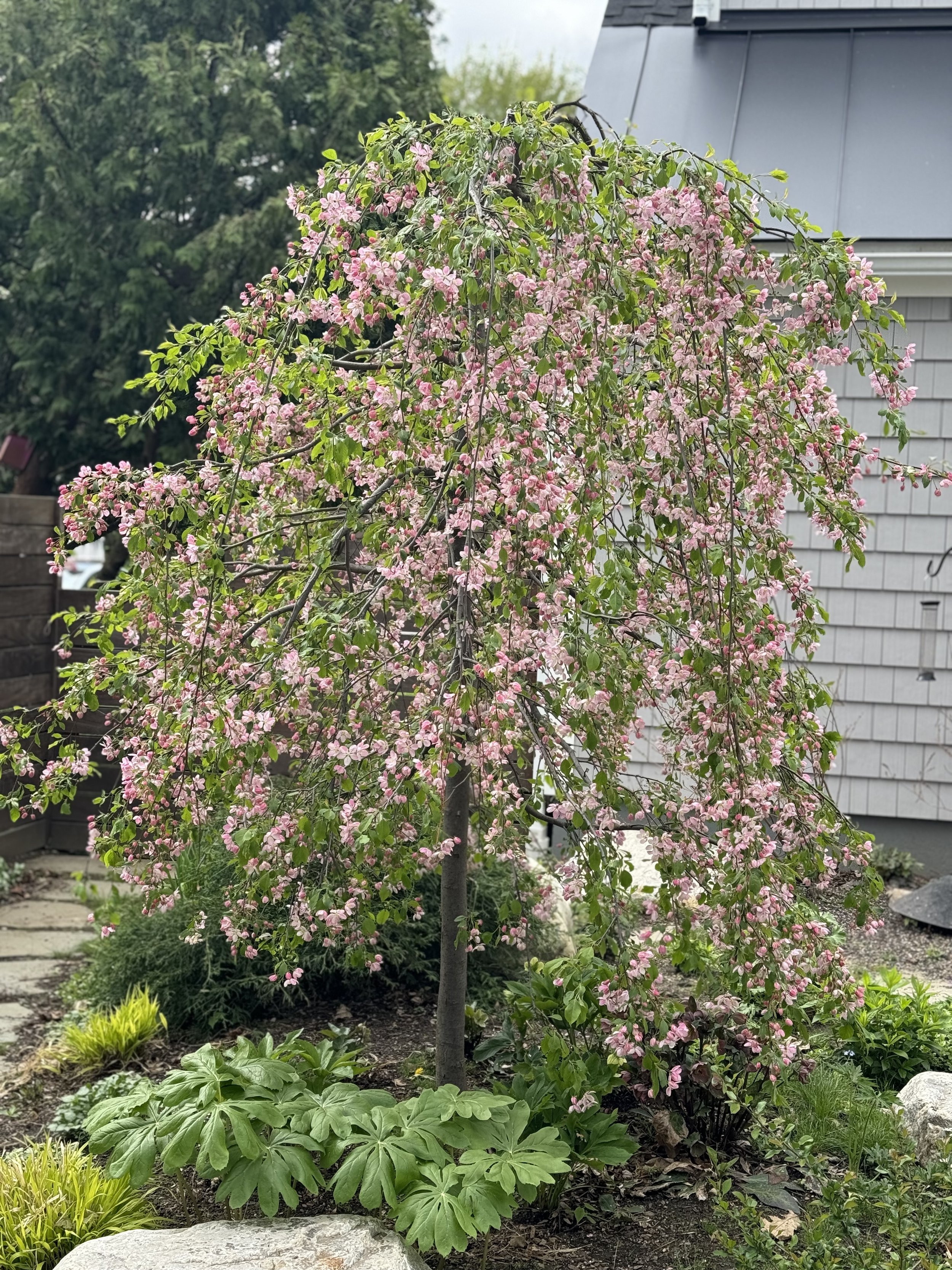 Flowering Cherry Tree.jpeg