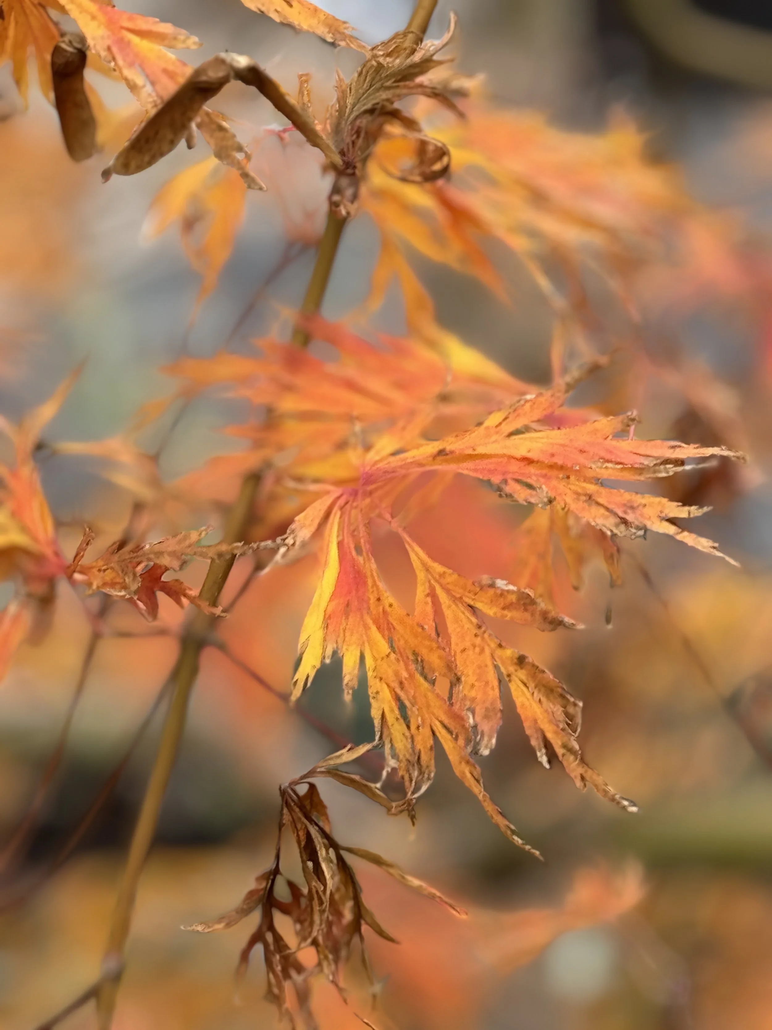 Fall 3 Japanese Maple.jpeg