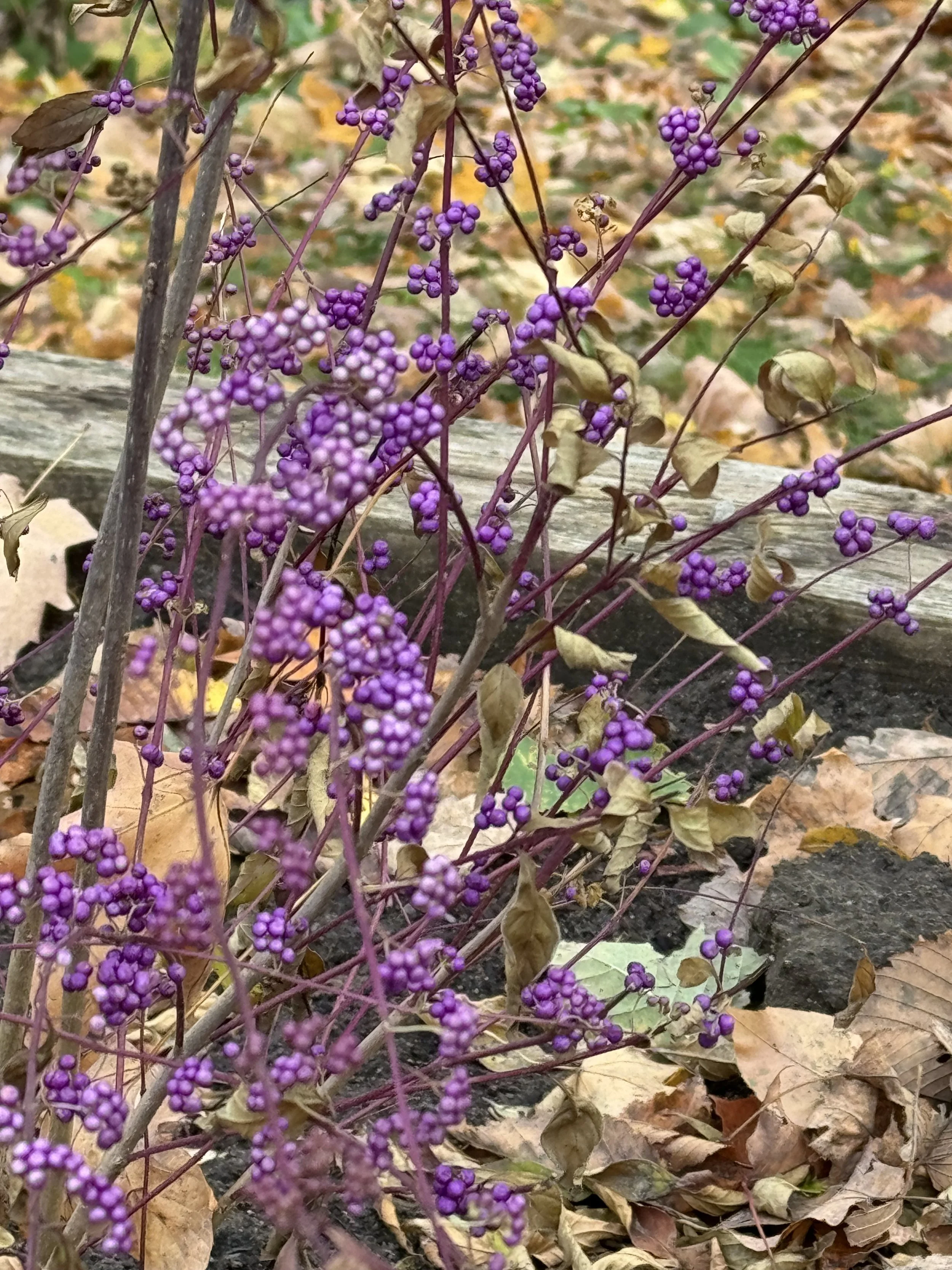 Fall 2 Beauty Berry.jpeg