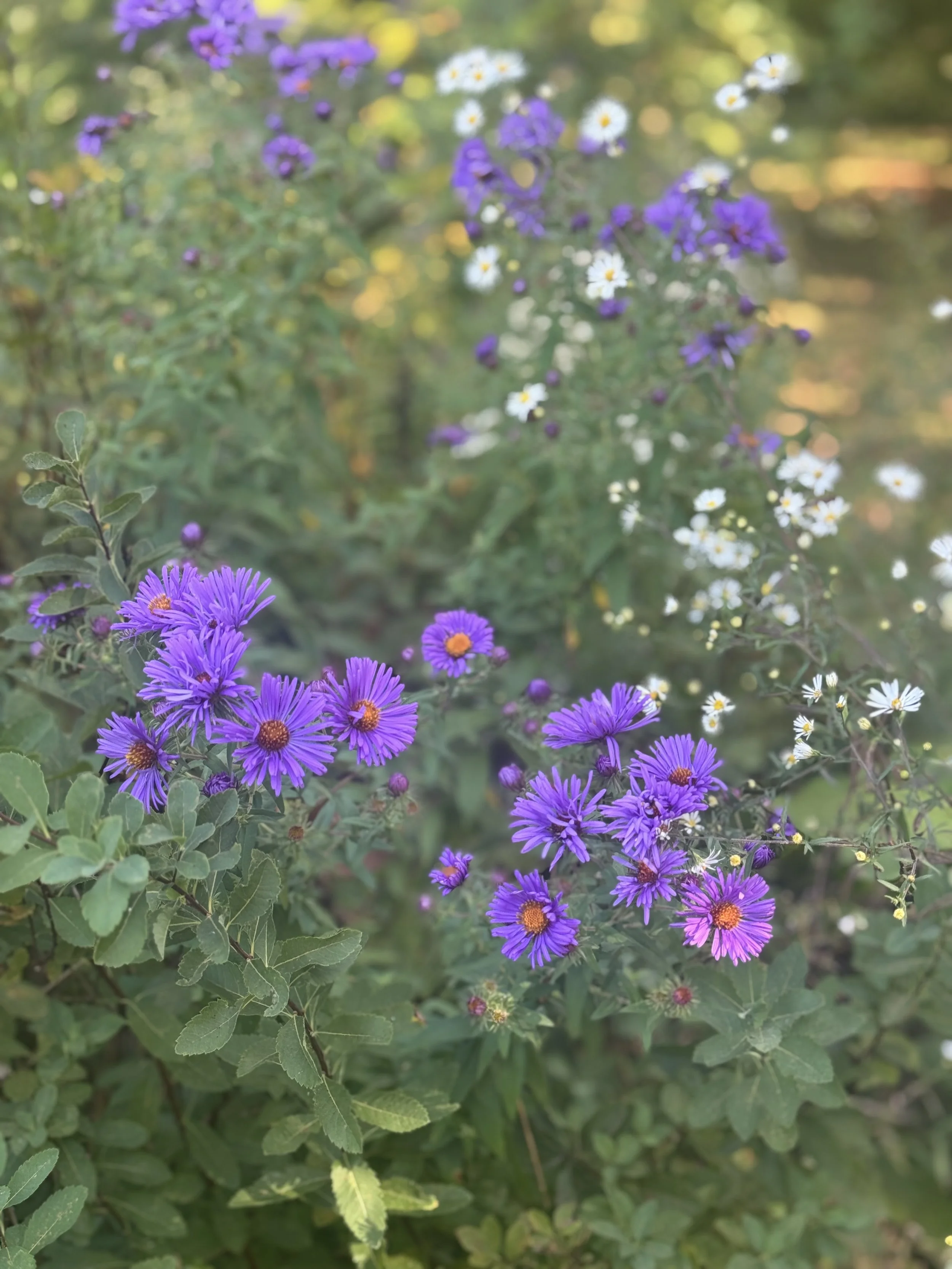 Fall Vermont Garden Design.jpg