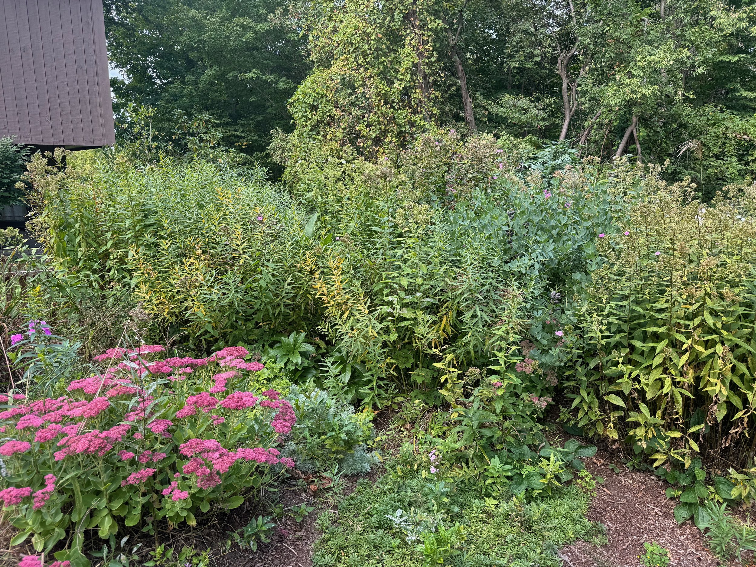 English Cottage Garden Before 2.jpeg