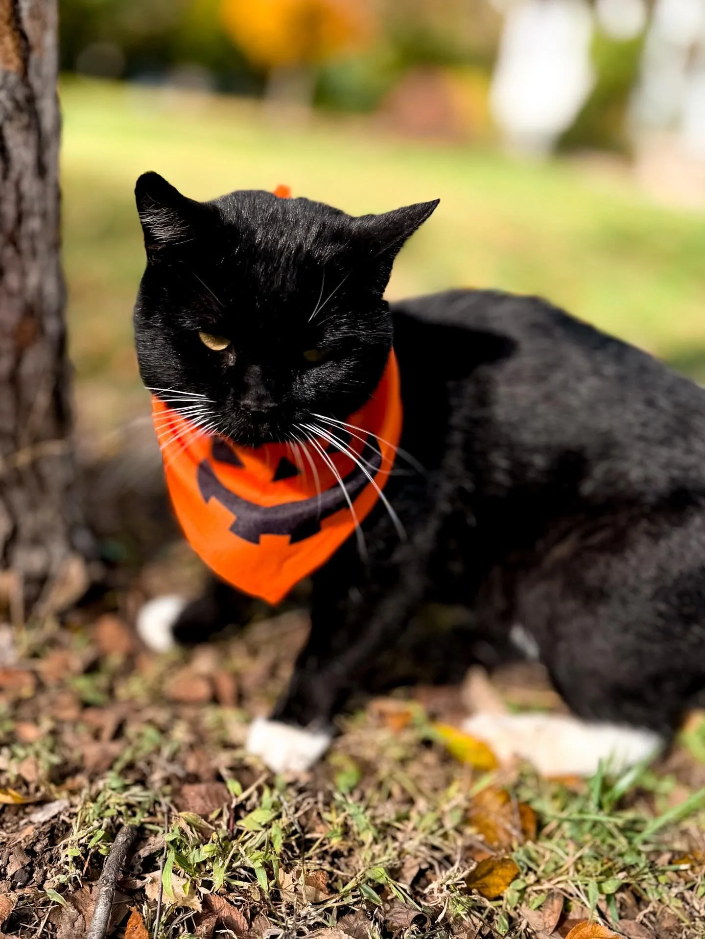 Mouse would like to wish everyone a &ldquo;Happy Meow-loween!&rdquo; 🐱🖤👻🎃 I promise he liked wearing his bandana, he just always has a grumpy look on his face 🤣 I hope everyone has a fun and safe night!
