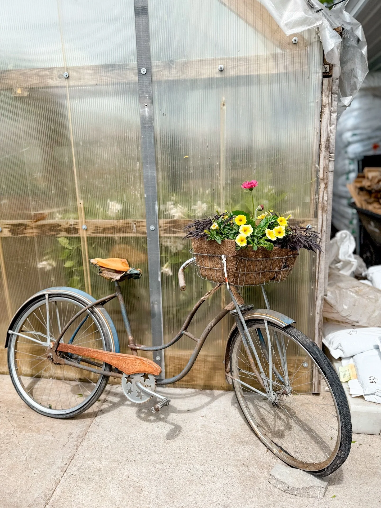 Oh hey! 😊 It&rsquo;s been awhile since I&rsquo;ve posted. Here&rsquo;s a few photos from lately! 
1. I thought this bicycle they had planted flowers in at the greenhouse was super cute! 
2. My grandma and I took our yearly trip to the greenhouse. We