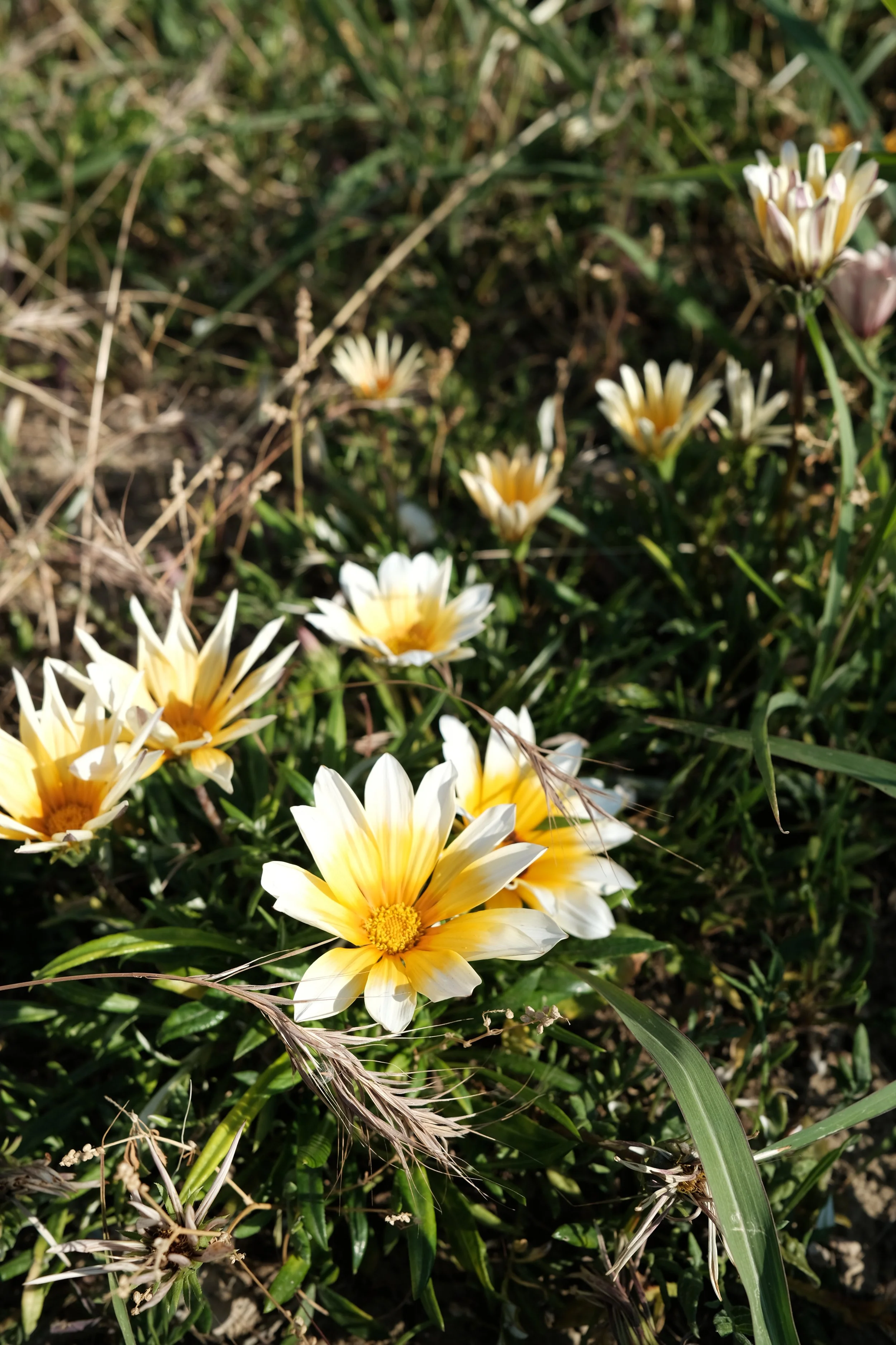 DSCF3153.jpg