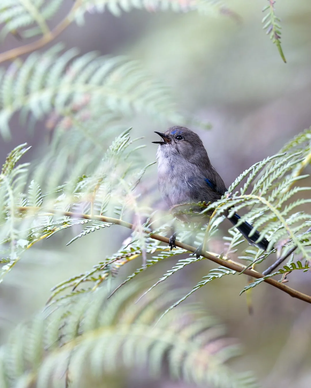 Happy Wrensday, hidden in the ferns!

🐦 Splendid Fairywren
📸 Nikon Z9 + VR 600mm f4E
🌏 The Spectacles, Western Australia

#BirdsofAustralia #WildlifePhotography
#abcmyphoto #nuts_about_birds
#ausgeo #nikon #nikonaustralia #natgeoyourshot #natgeowi