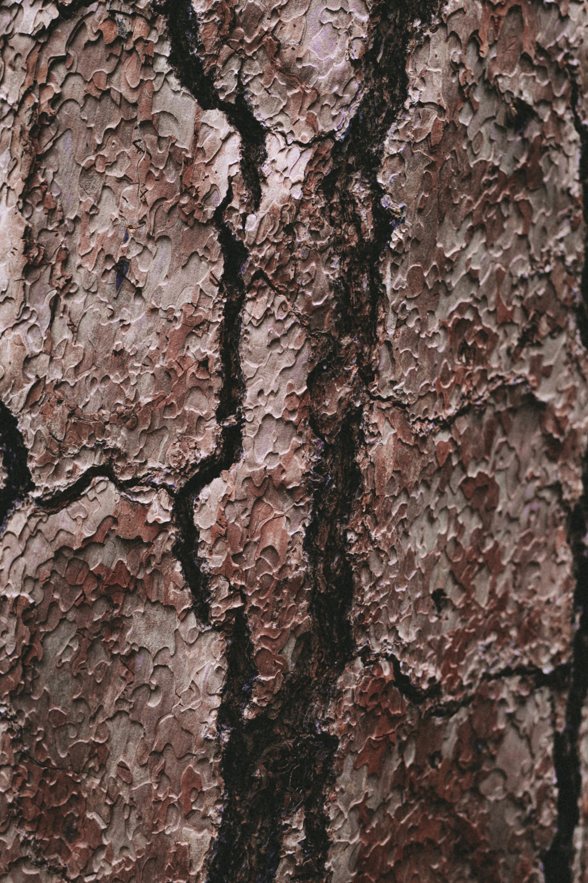 yosemite national park tree.jpg